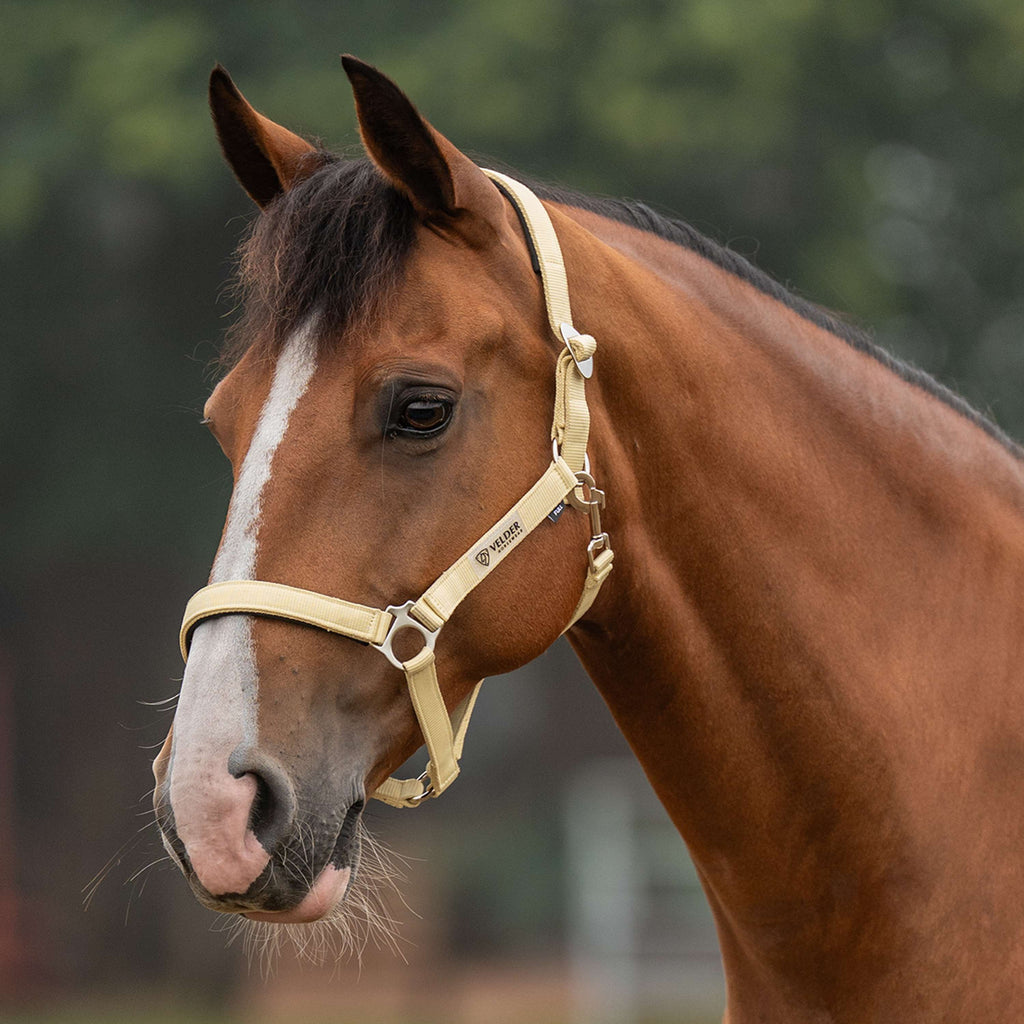 Velder Horsewear Essentials Halfter Basic Padded Healing Yellow