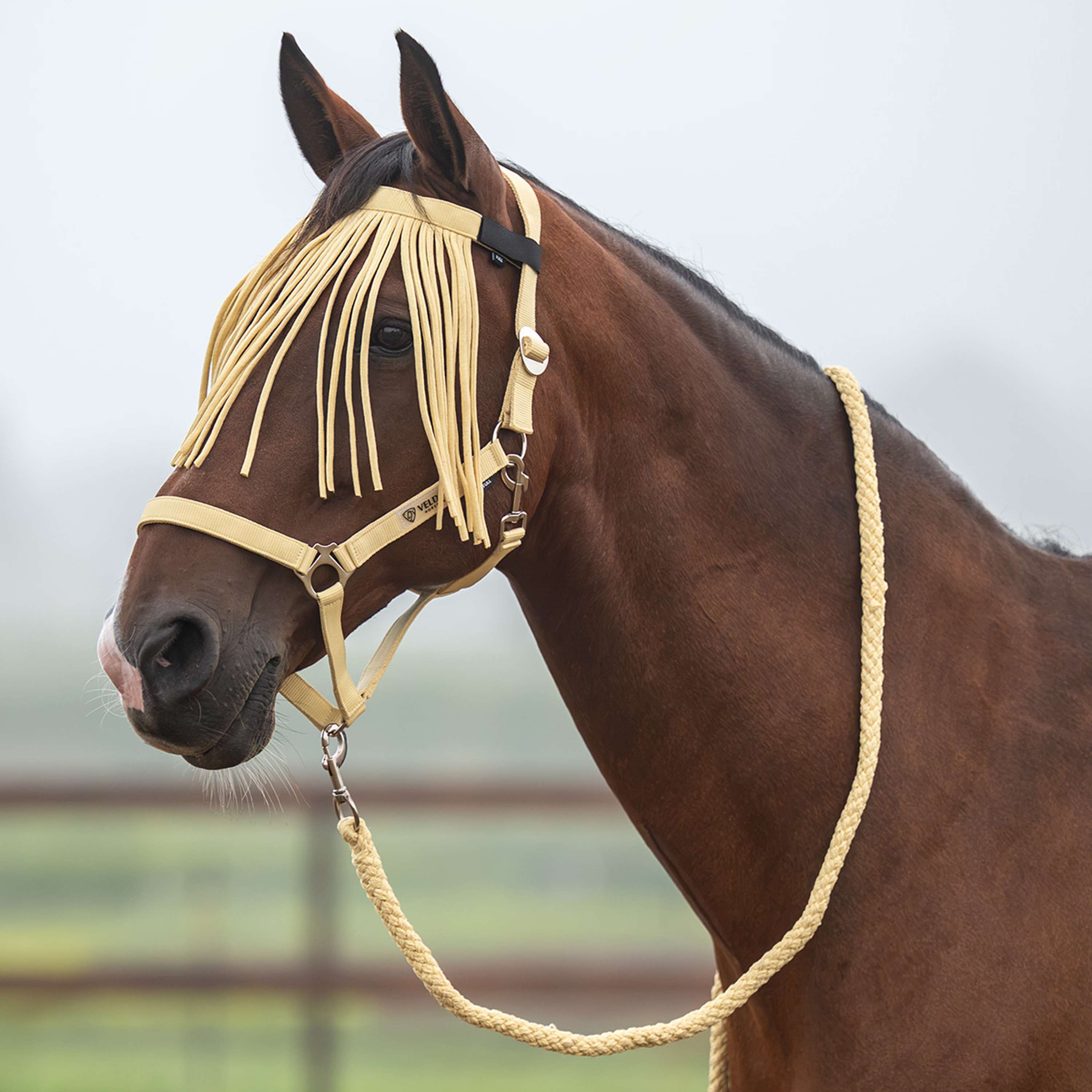 Velder Horsewear Essentials Halfterset Basic Summer Healing Yellow