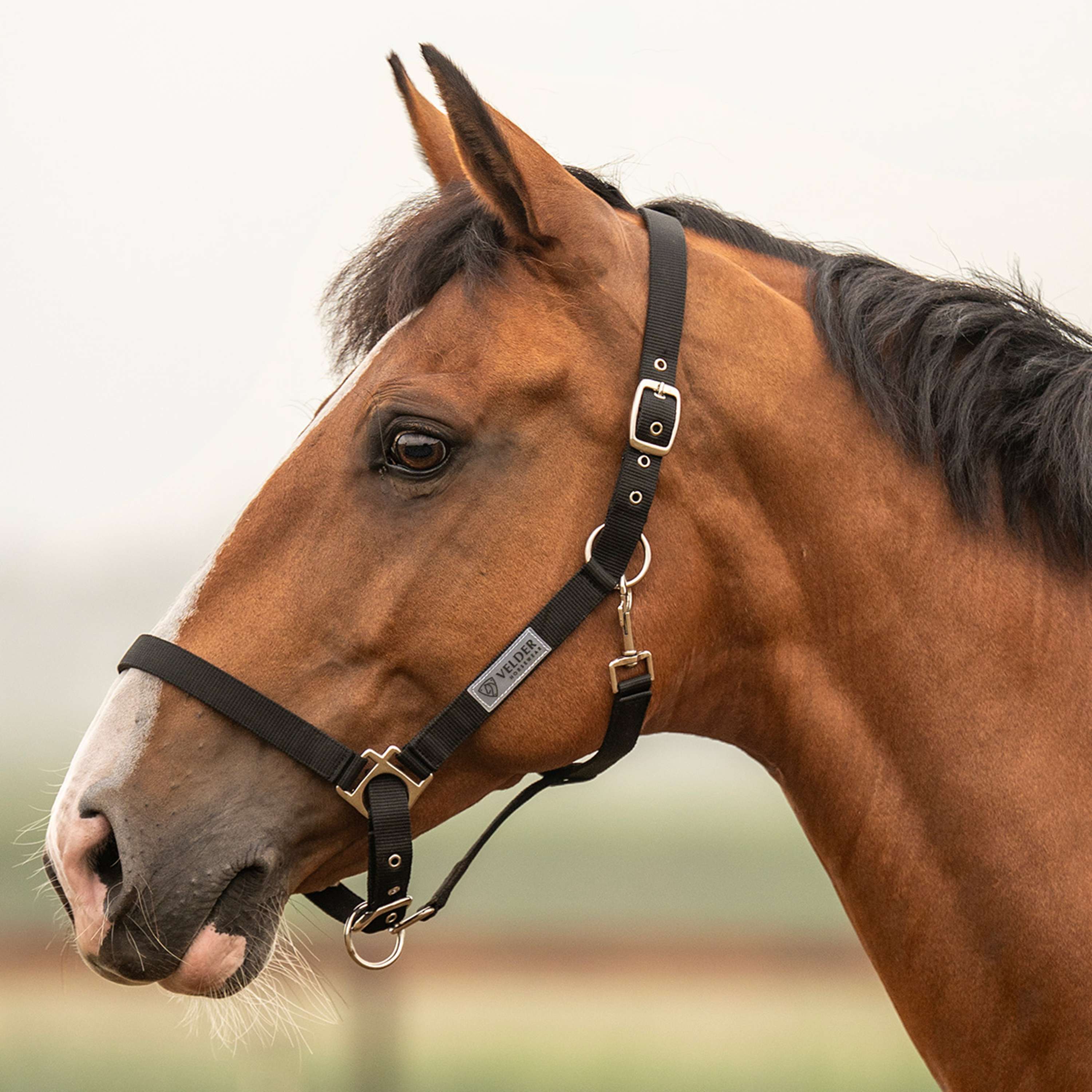 Velder Horsewear Essentials Halfter Triple Adjustable Schwarz