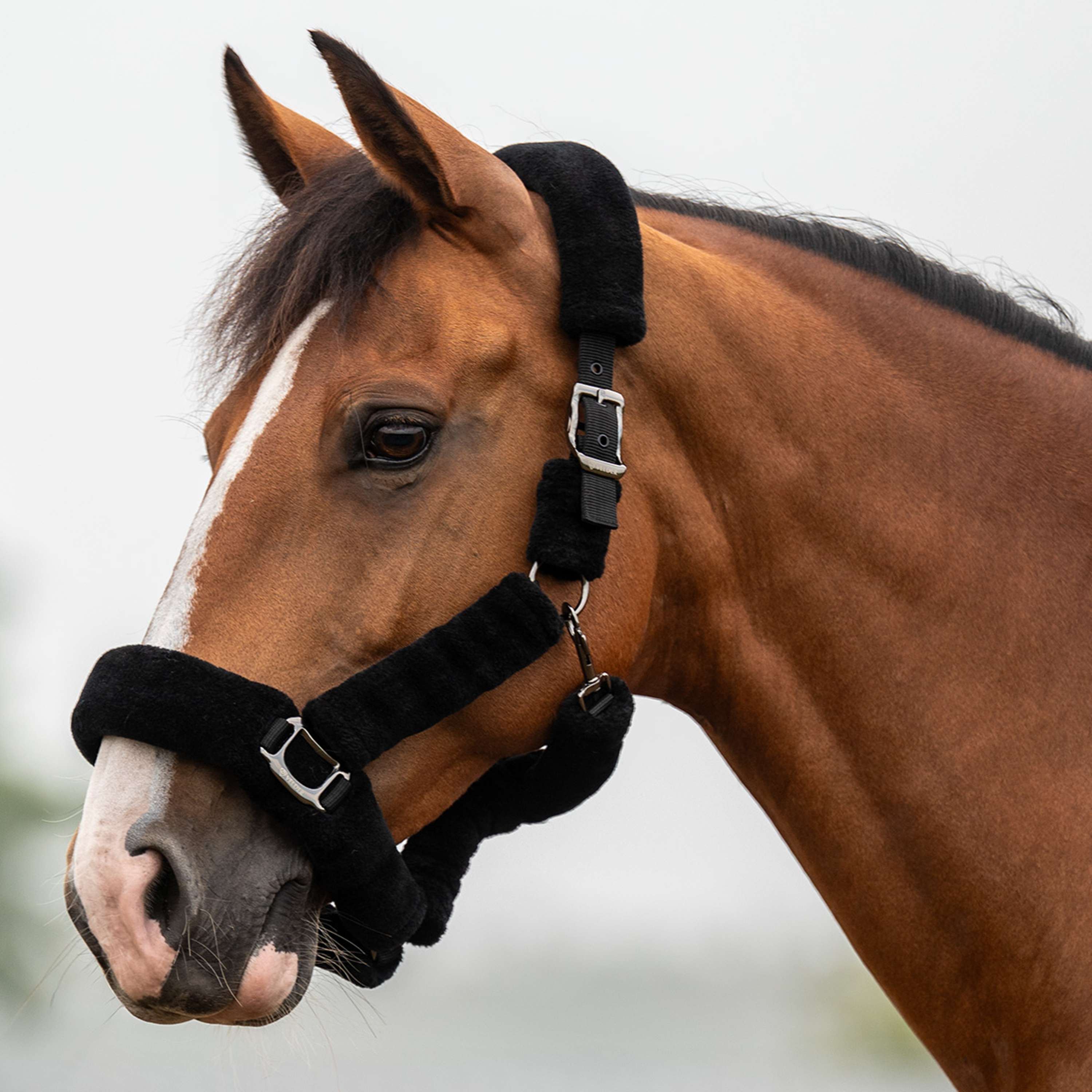 Velder Horsewear Premium Halfter Comfort Fur Schwarz