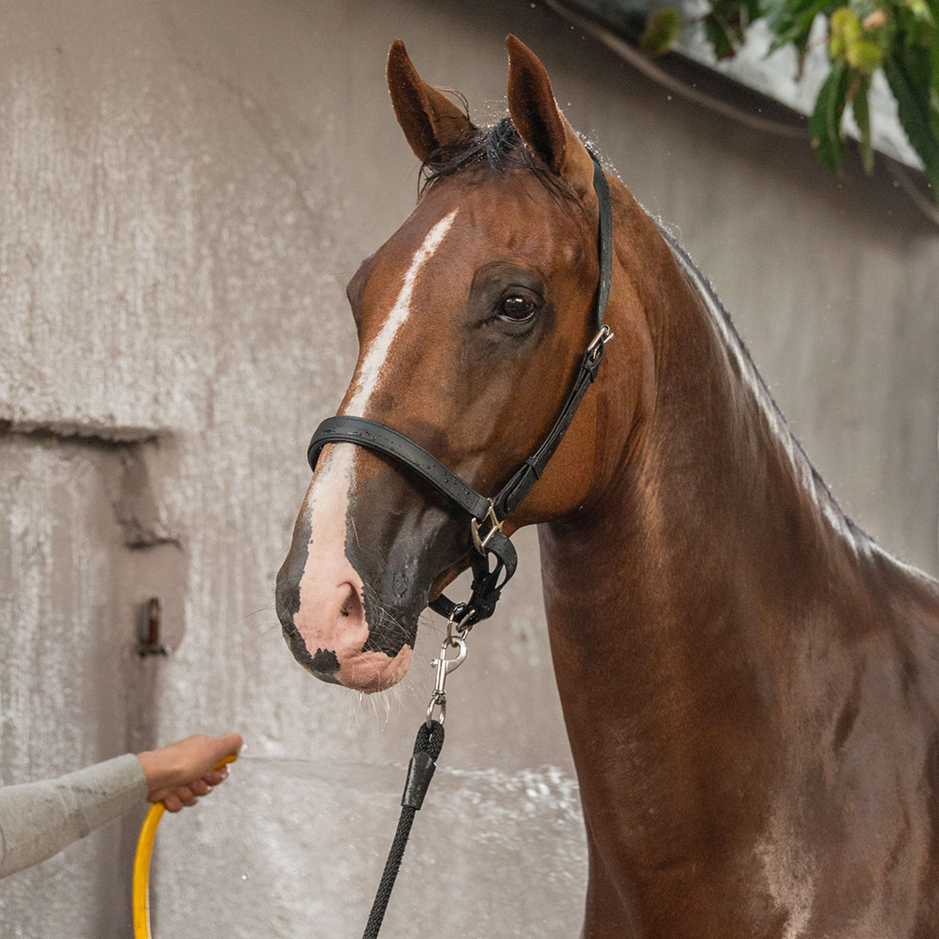 Velder Horsewear Premium Halfter WashPro Schwarz