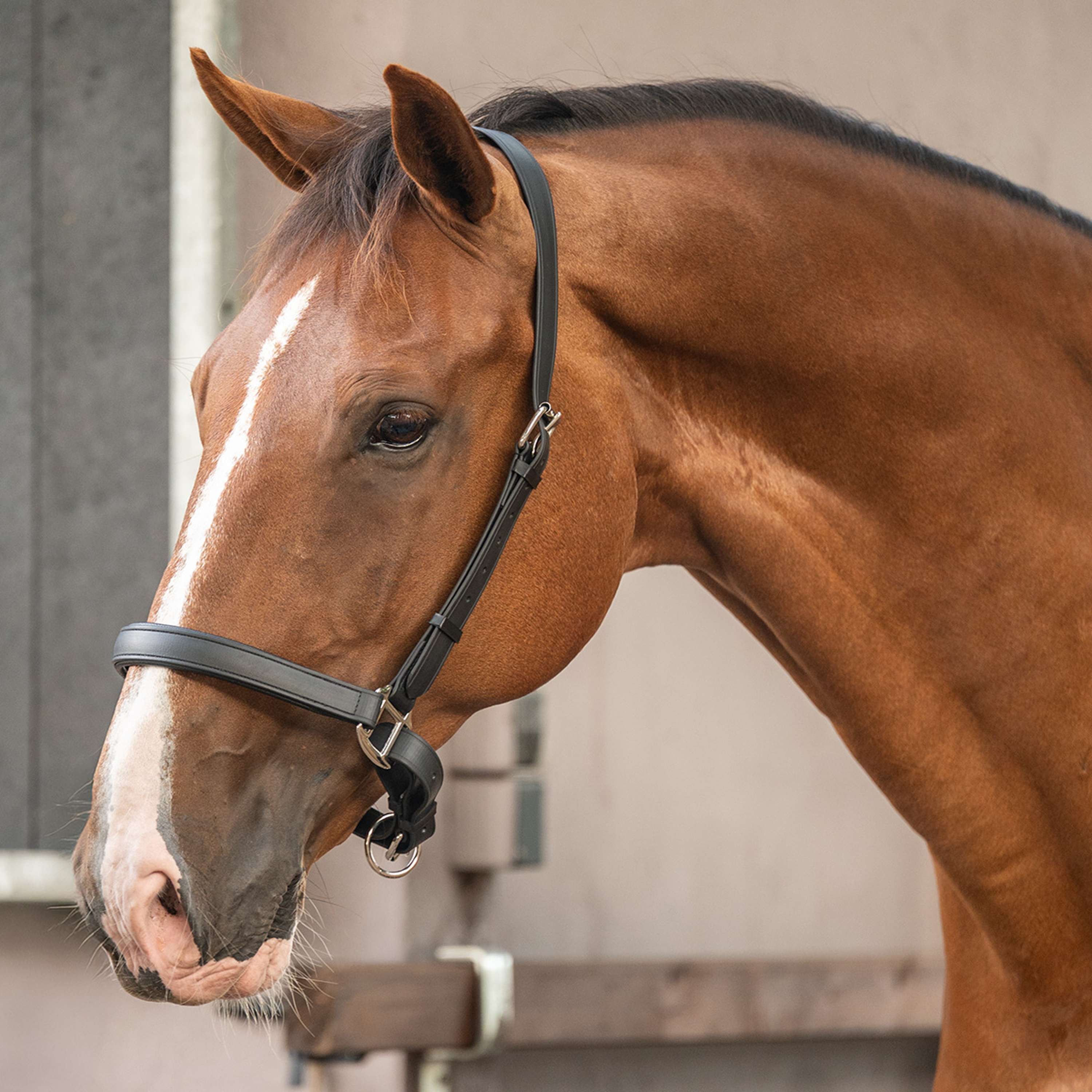Velder Horsewear Premium Halfter WashPro Schwarz