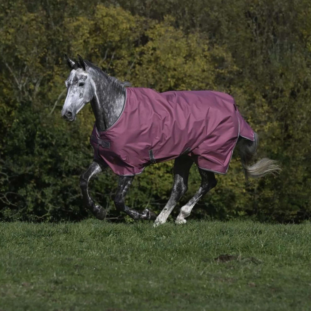 Bucas Freedom Turnout 300g Himbeerrot