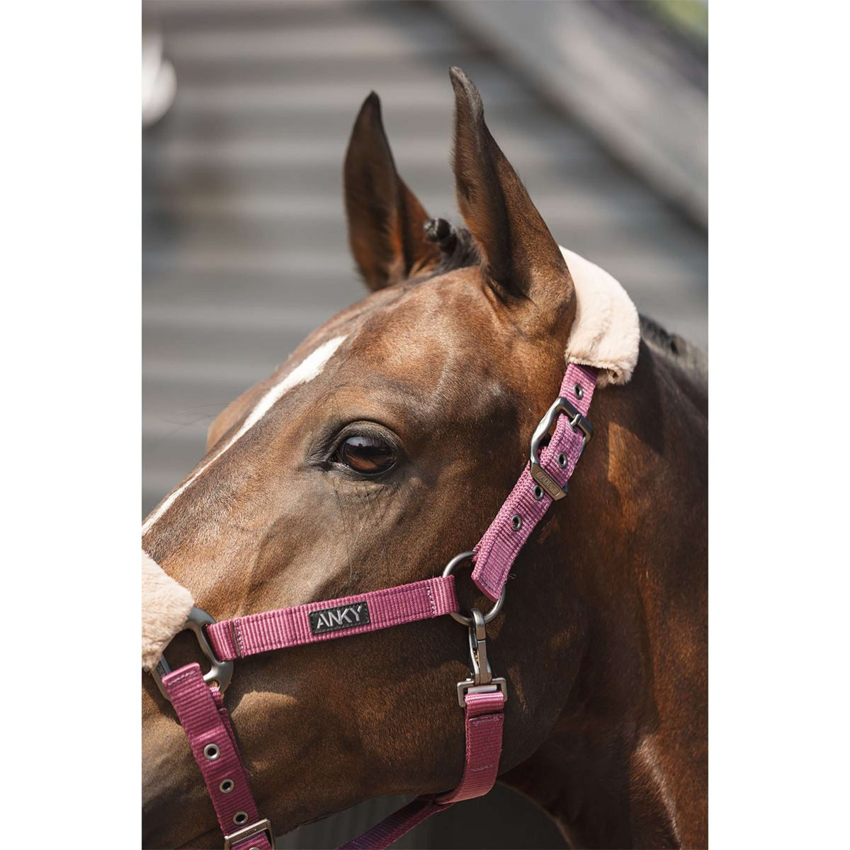 ANKY Halfterset Check Velvet ATH25002 Mellow Mauve