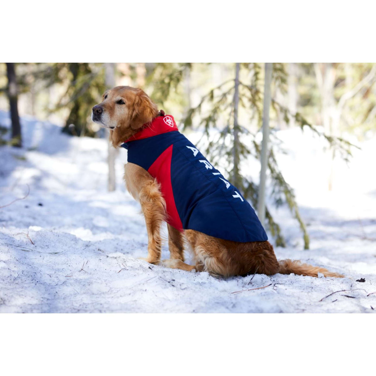 Ariat Hundejacke Team Softshell Blau Rot