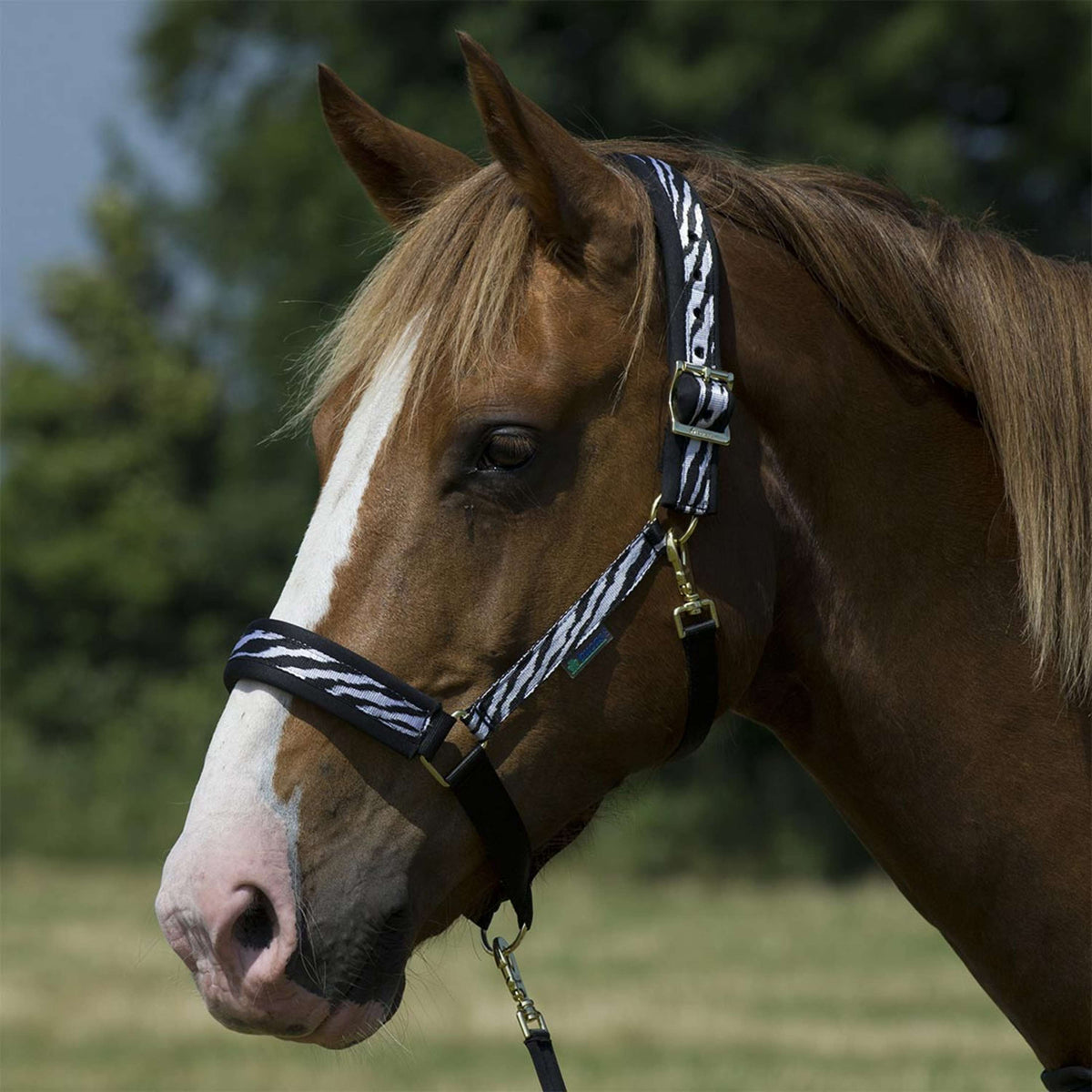 Bucas Halfter Dublin Zebra