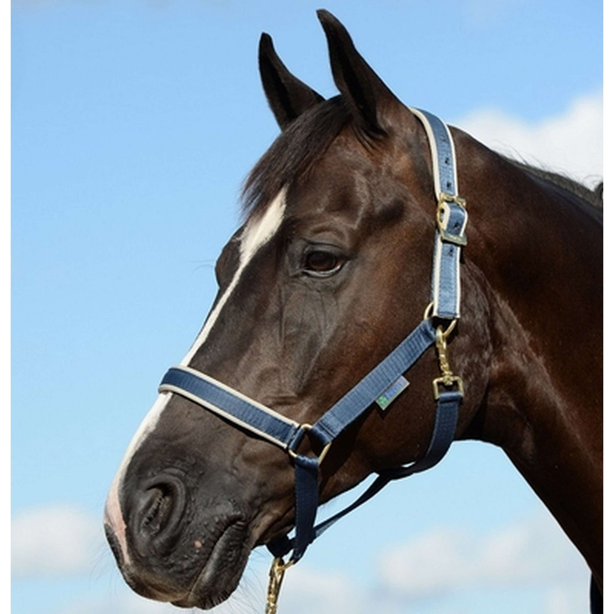 Bucas Halfter Dublin Foal Navy/Silber