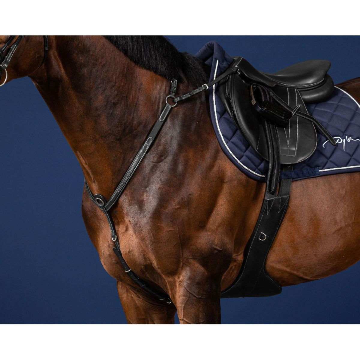 Dyon Brustgeschirr Bridge Schwarz