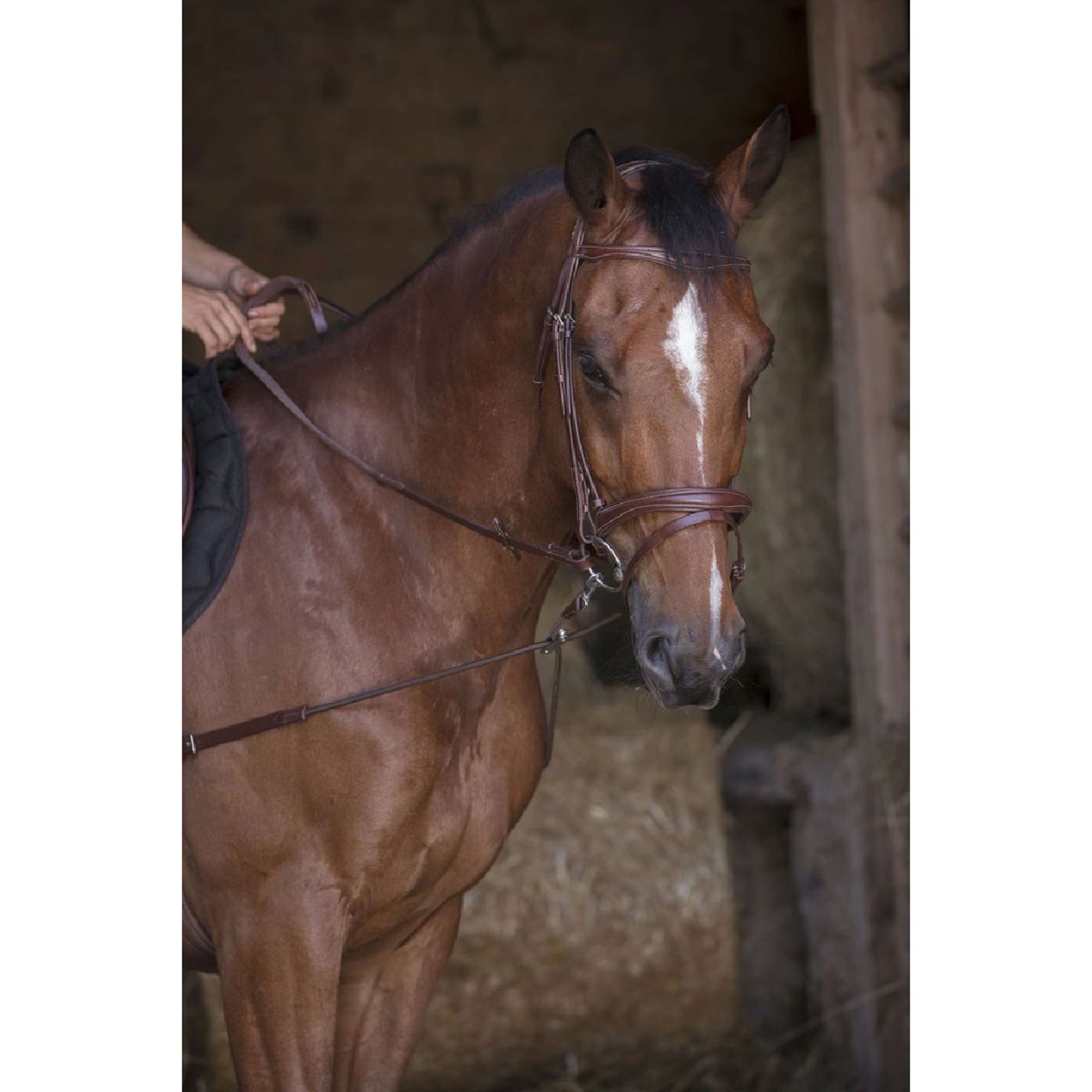 Norton Ausbindezügel Pro Kurz Elastisch mit Riemenscheiben Havanna Norton Ausbindezügel Pro Kurz Elastisch mit Riemenscheiben Havanna