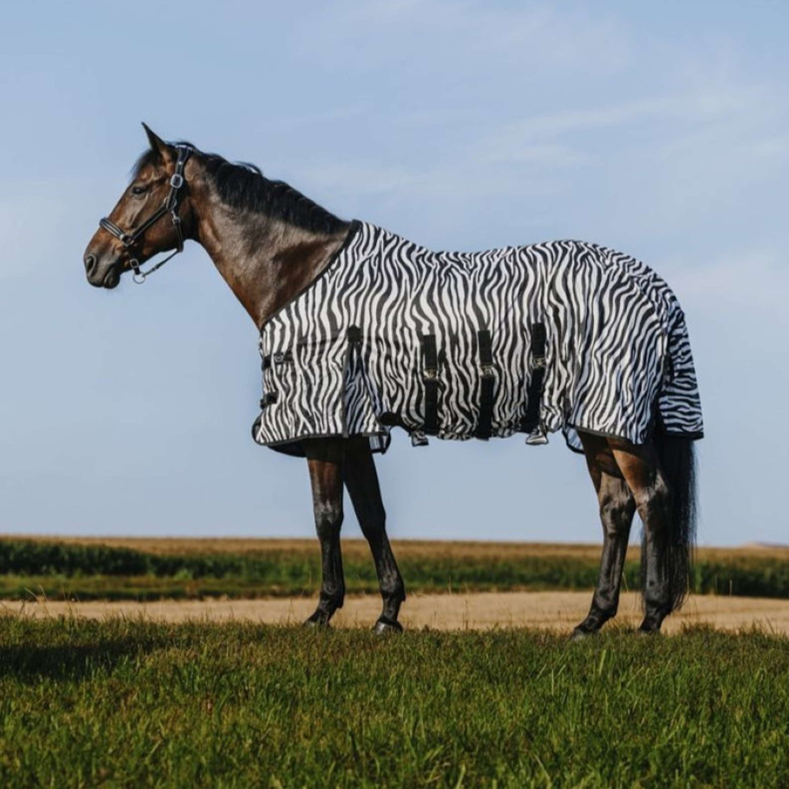 Riding World Fliegendecke Belly Mesh Zebra