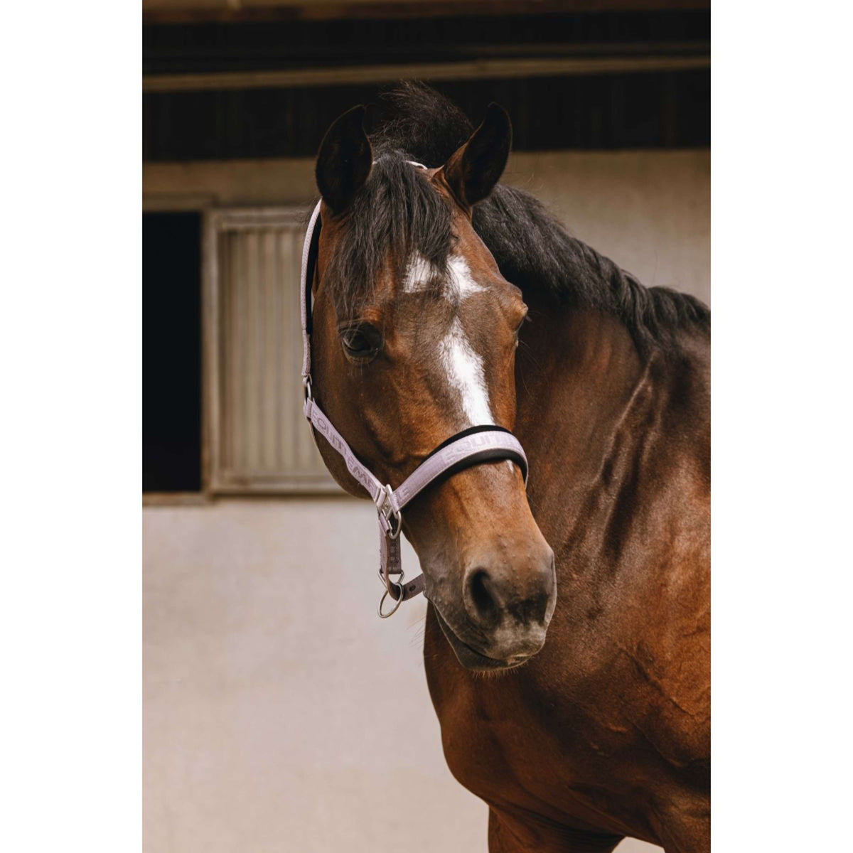 EQUITHÈME Halfter Jacquard Lila