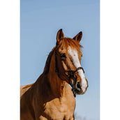 Westride Halfter Western Schwarz