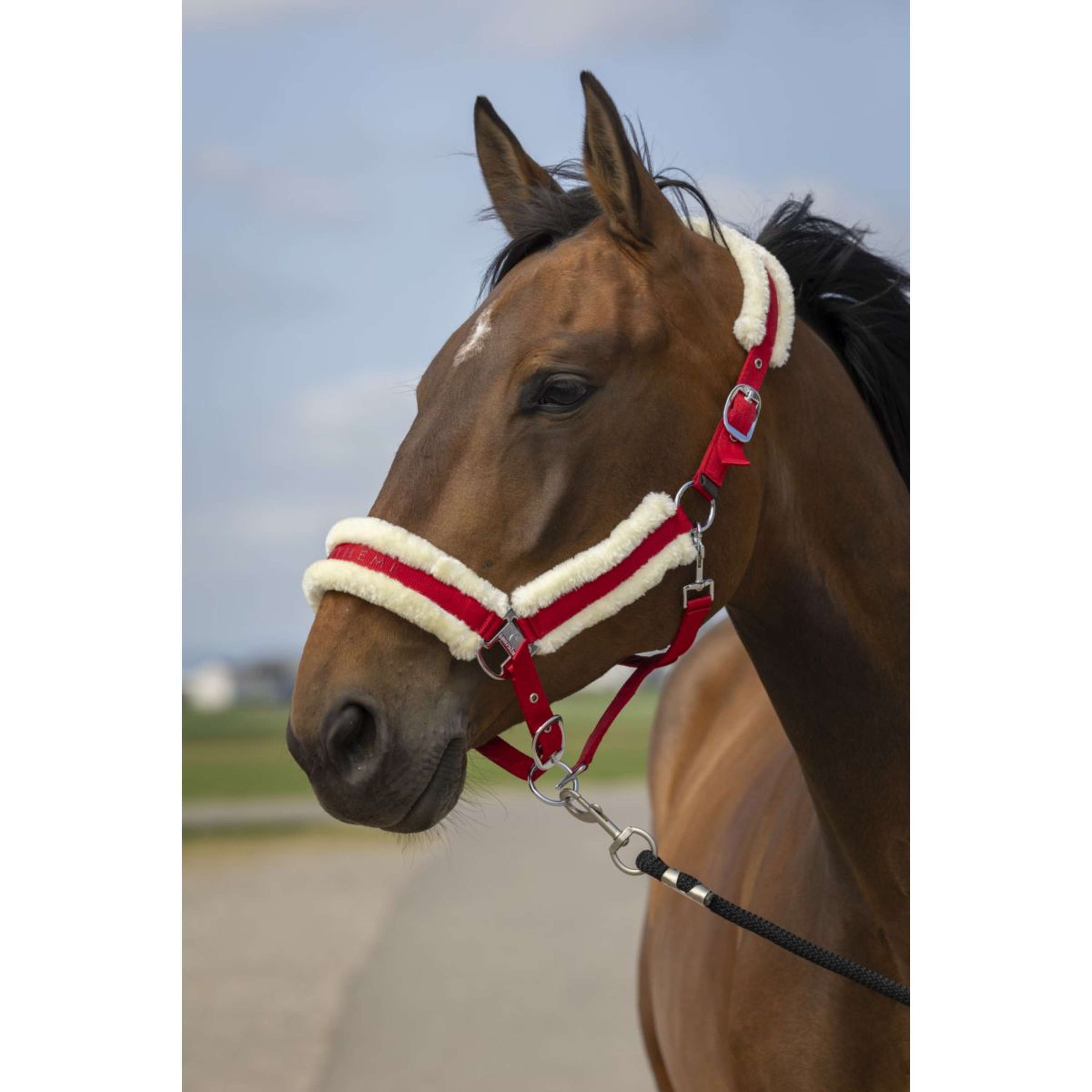 EQUITHÈME Halfter Mouton Nylon Rot/Weiß EQUITHÈME Halfter Mouton Nylon Rot/Weiß
