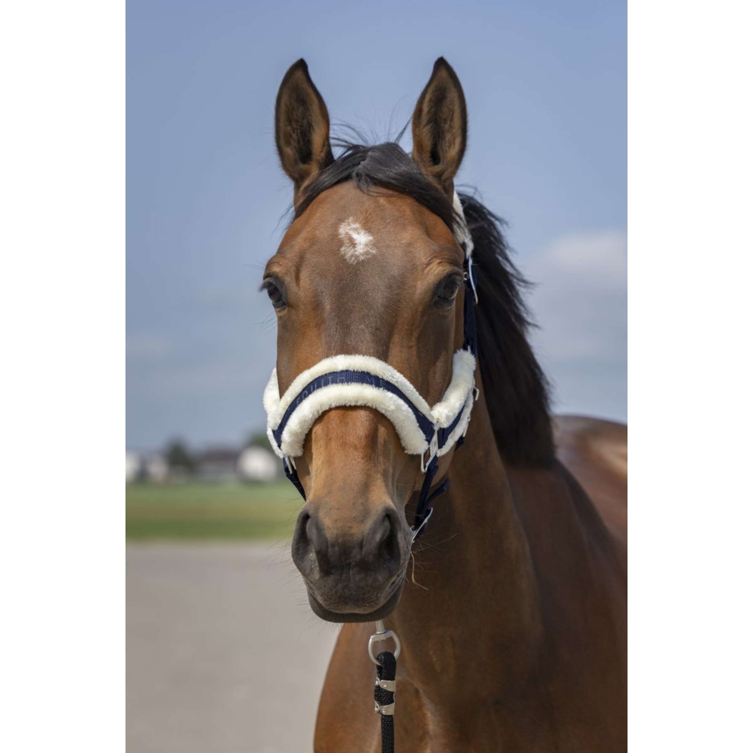 EQUITHÈME Halfter Mouton Nylon Navy/Weiß EQUITHÈME Halfter Mouton Nylon Navy/Weiß