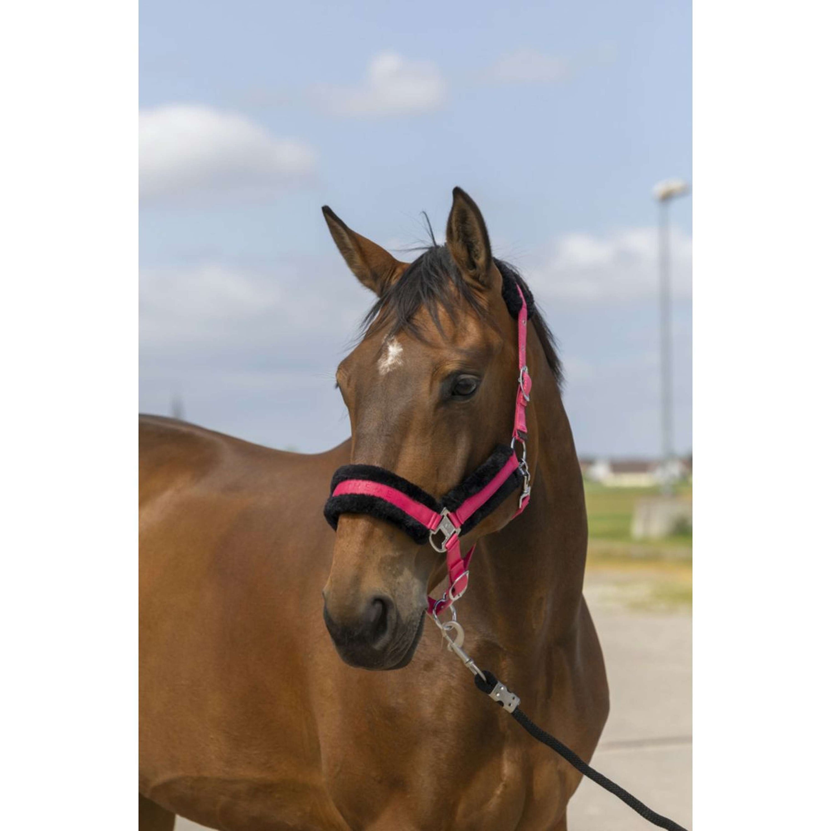 EQUITHÈME Halfter Mouton Nylon Rosa/Schwarz EQUITHÈME Halfter Mouton Nylon Rosa/Schwarz