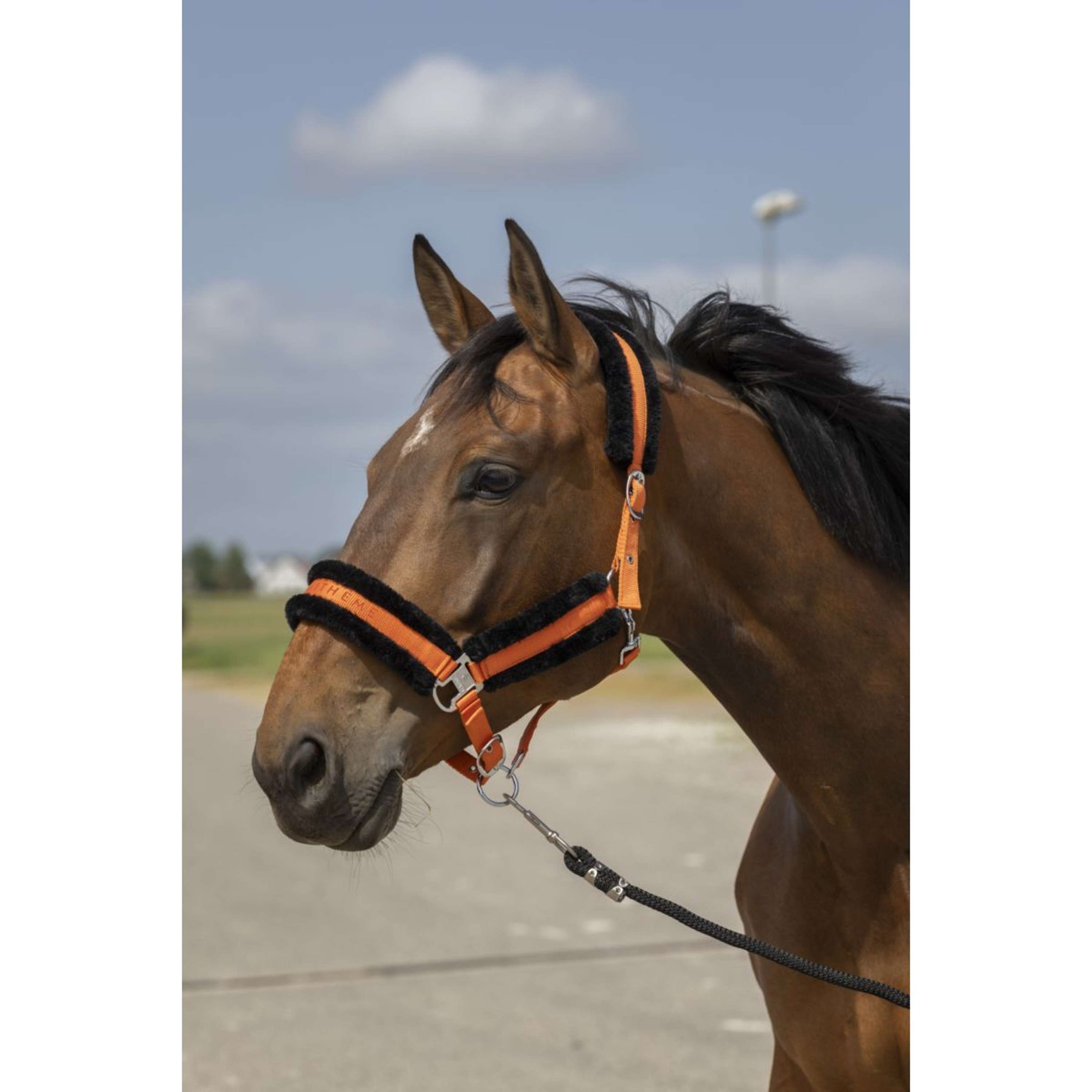 EQUITHÈME Halfter Mouton Nylon Orange/Schwarz EQUITHÈME Halfter Mouton Nylon Orange/Schwarz