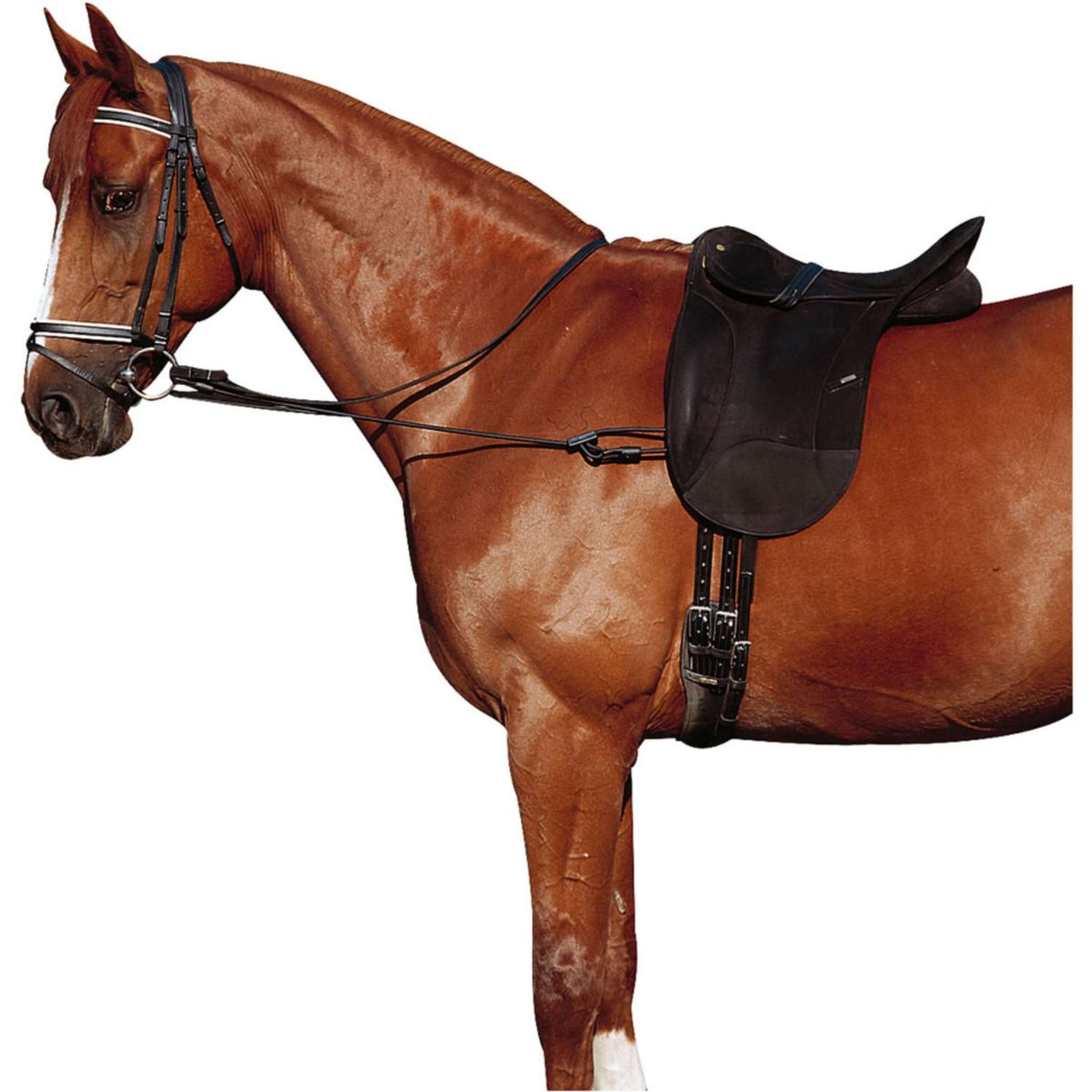 Norton Ausbindezügel Einstellbar Elastisch Schwarz Norton Ausbindezügel Einstellbar Elastisch Schwarz