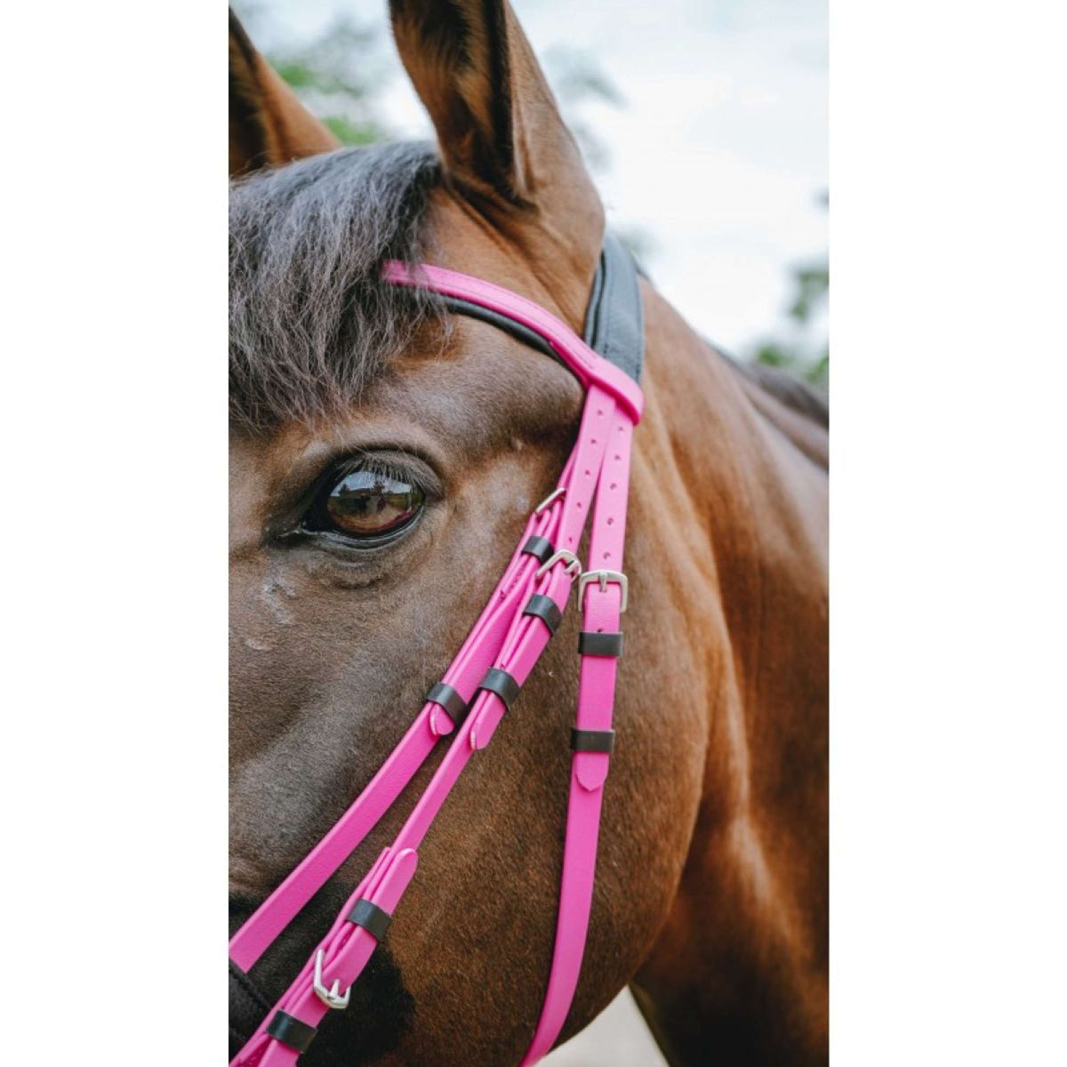 Norton Zaum Endurance Rosa