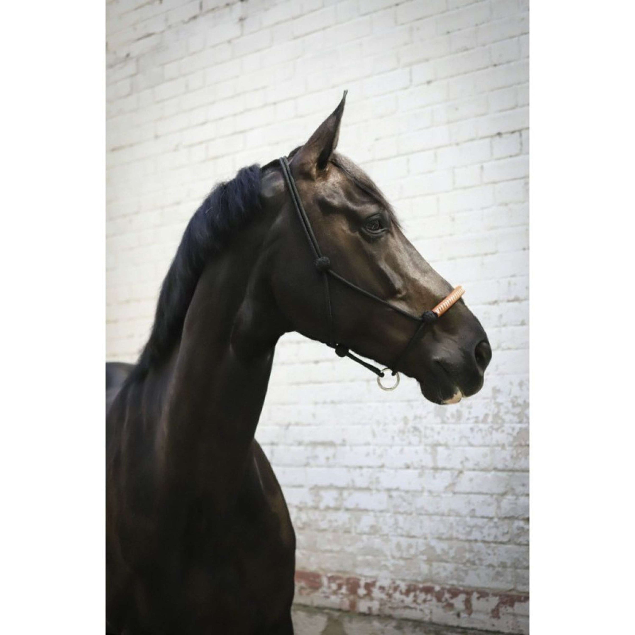 Pénélope Knotenhalfter Western Pénélope Knotenhalfter Western