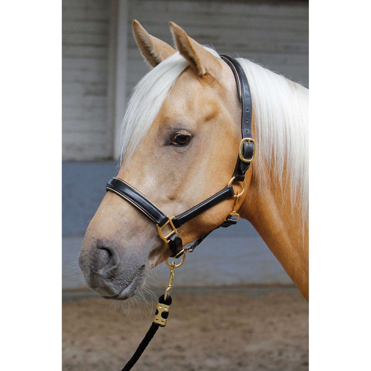 Harry's Horse Lederhalfter mit Paspel Gold