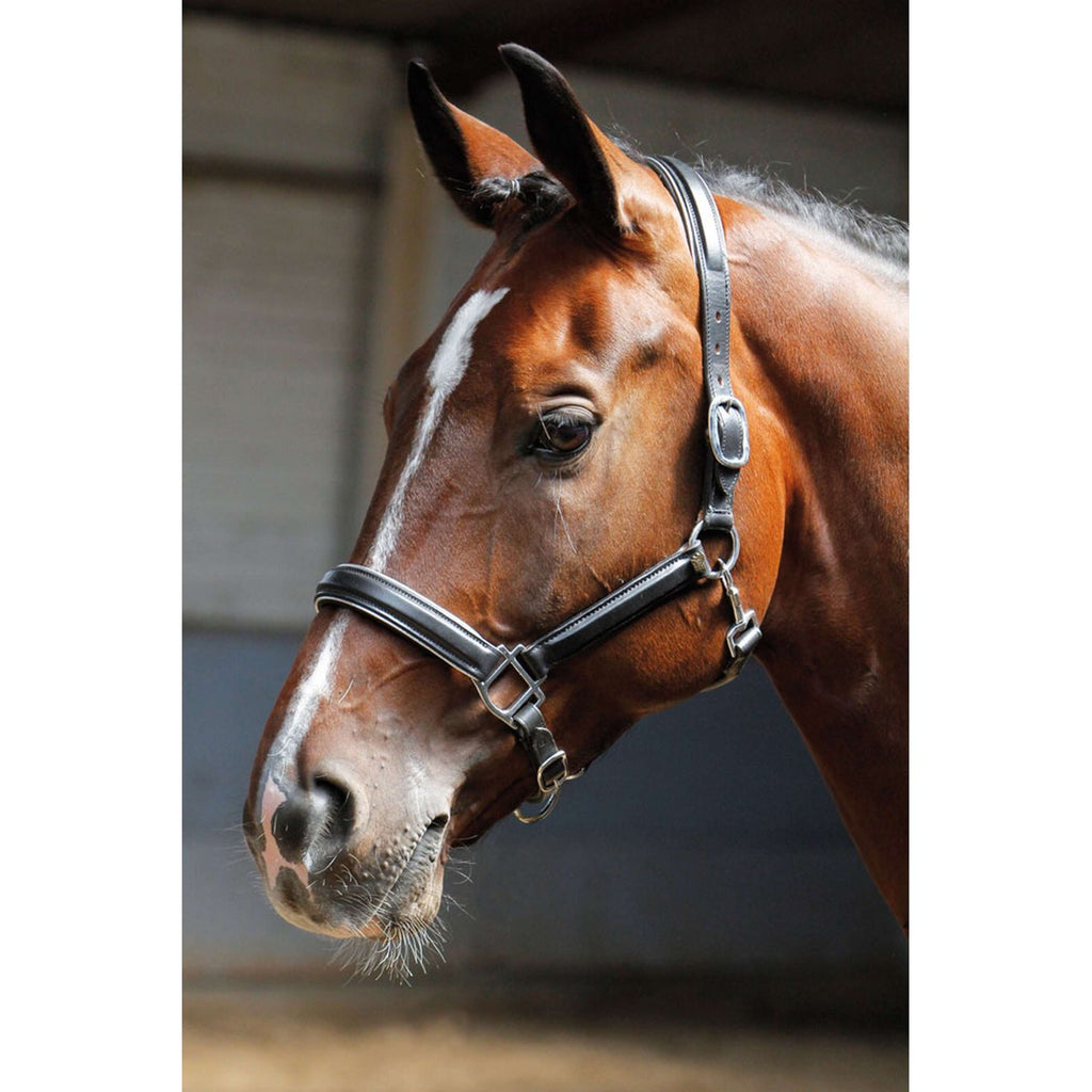 Harry's Horse Halfter Leder mit Biese Silber