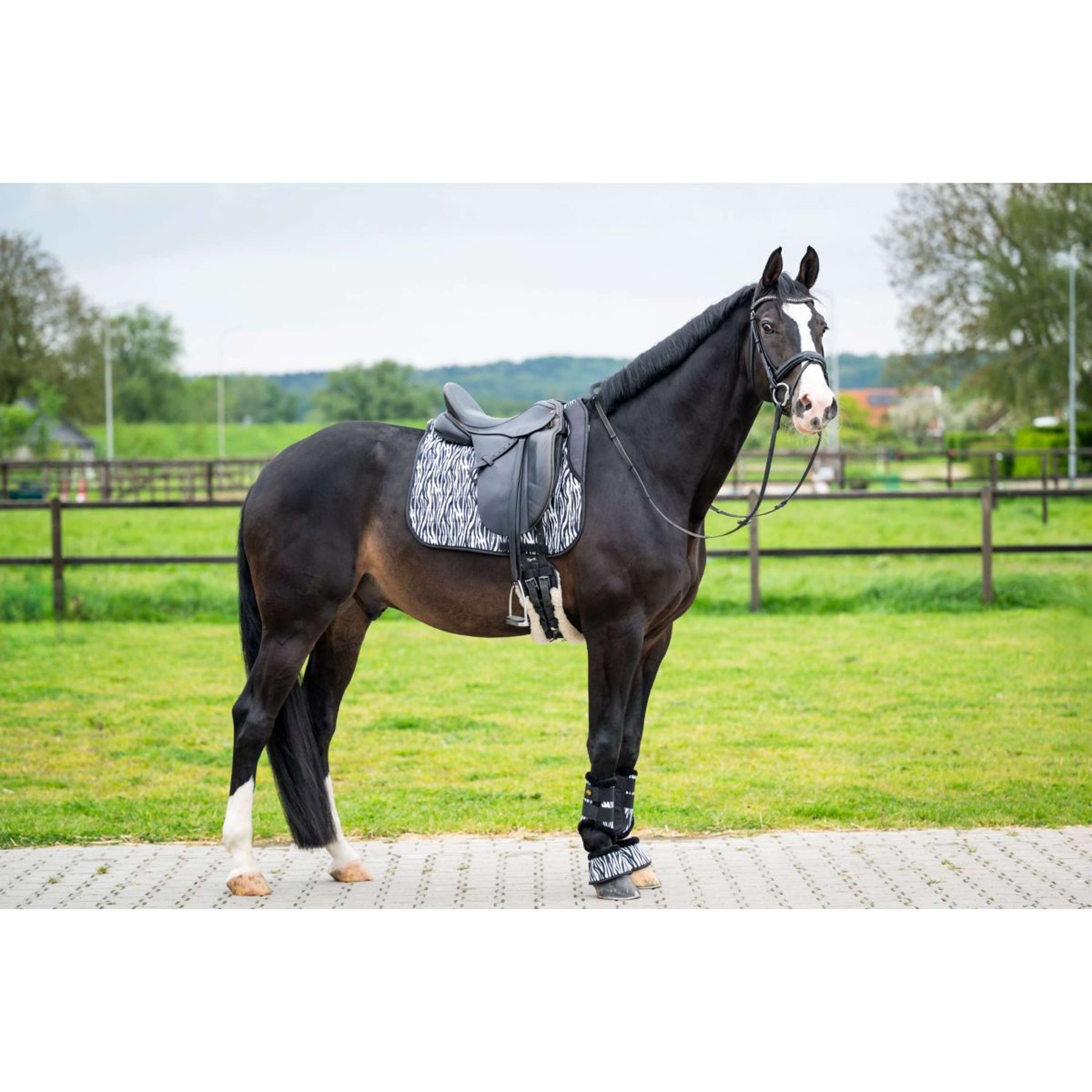 HB Schabracke Zebra Dressur Schwarz/Weiß