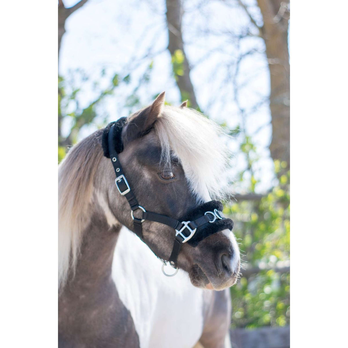HB Halfter Nylon Kappzaum Schwarz