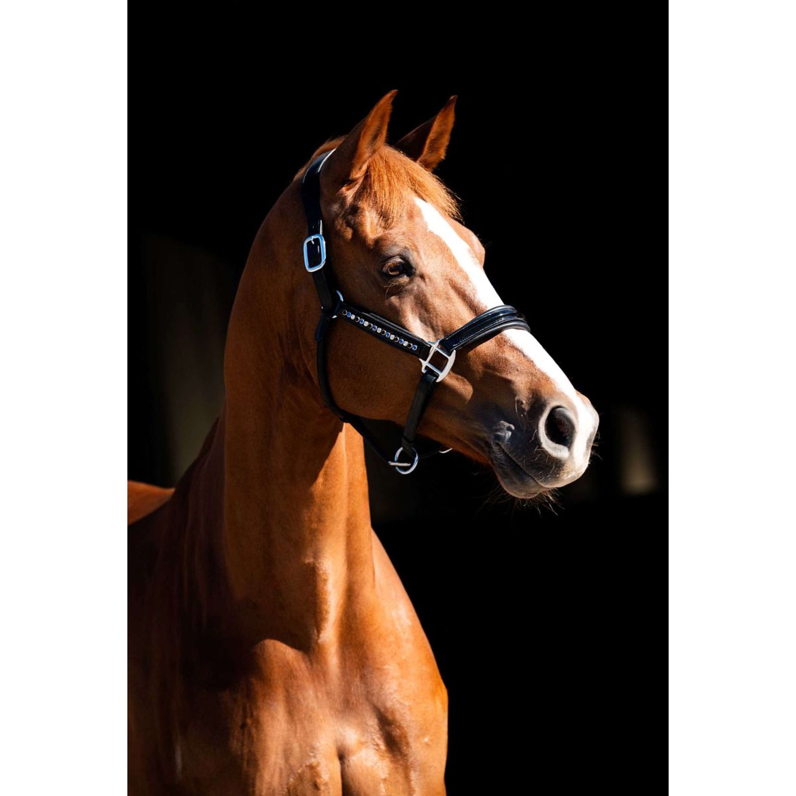 HB Showtime Halfter Rivet Swarovski Leder Schwarz Navy HB Showtime Halfter Rivet Swarovski Leder Schwarz Navy