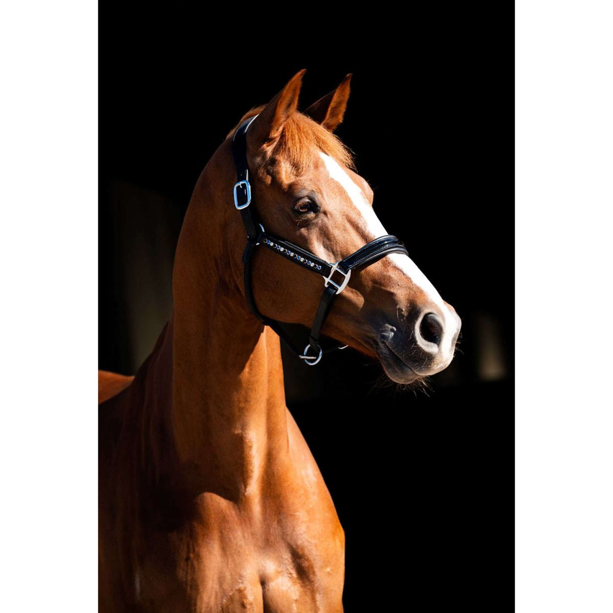 HB Showtime Halfter Rivet Swarovski Leder Schwarz Navy