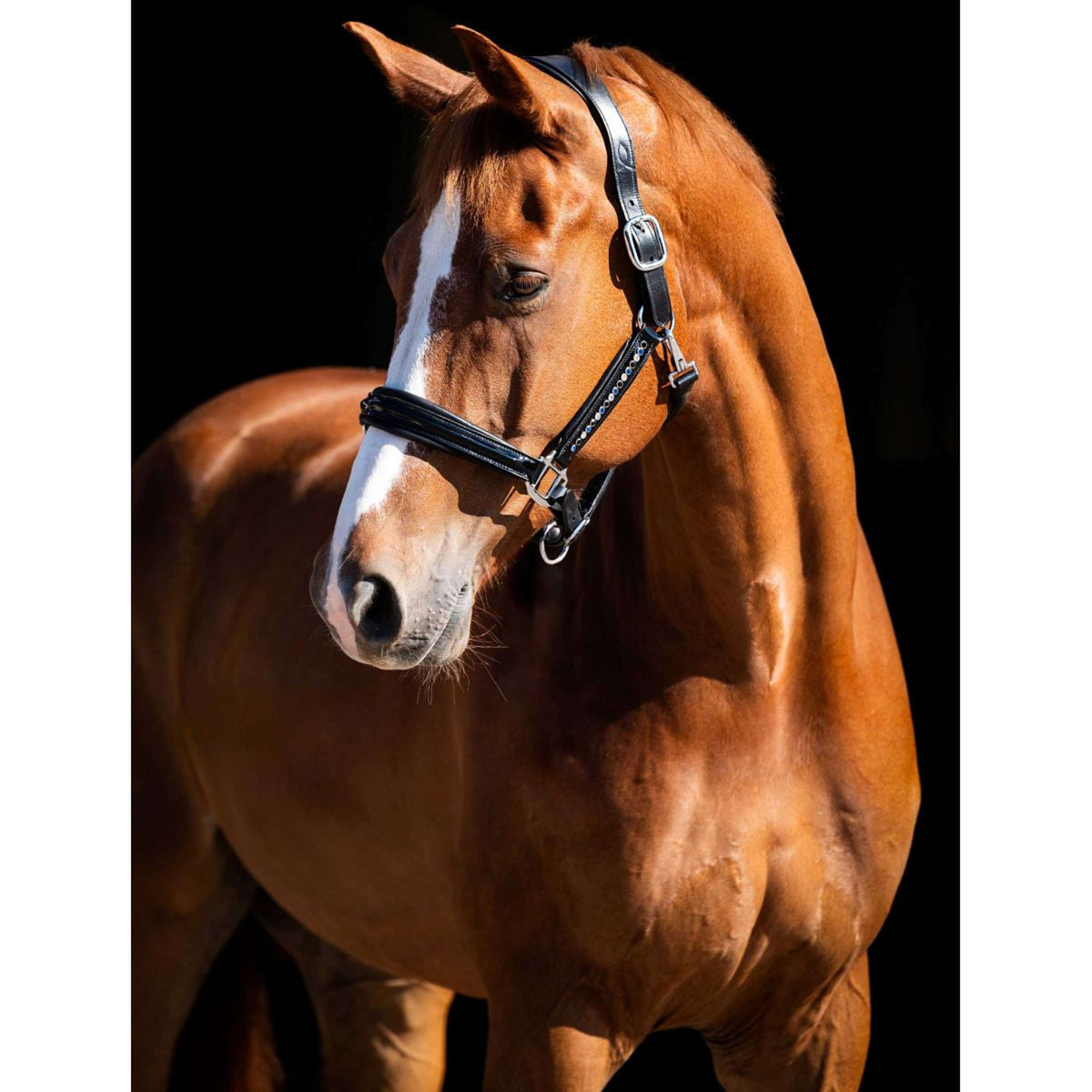 HB Showtime Halfter Rivet Swarovski Leder Schwarz Navy