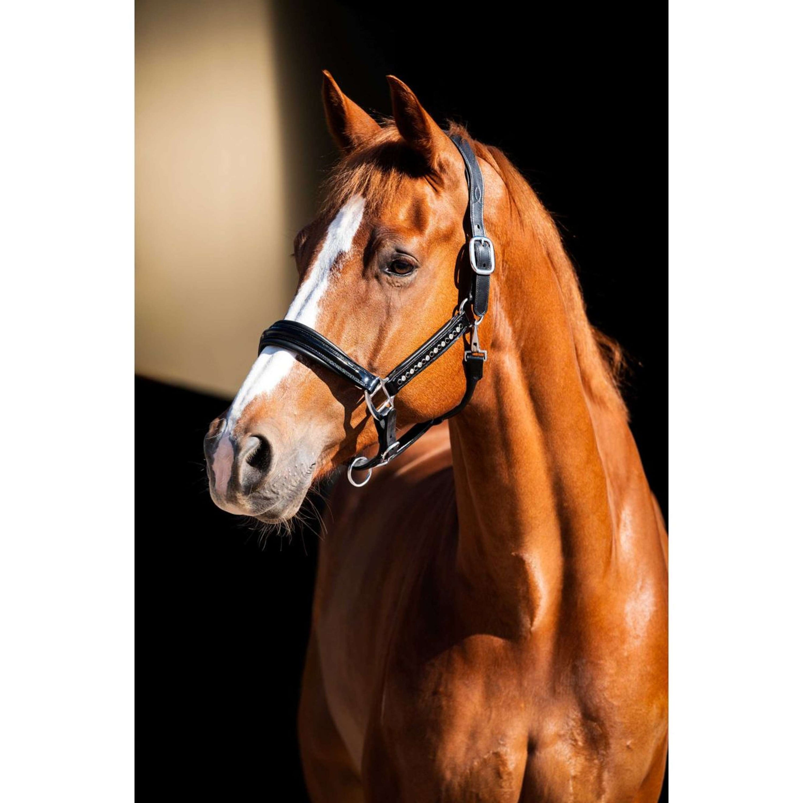 HB Showtime Halfter Rivet Swarovski Leder Schwarz