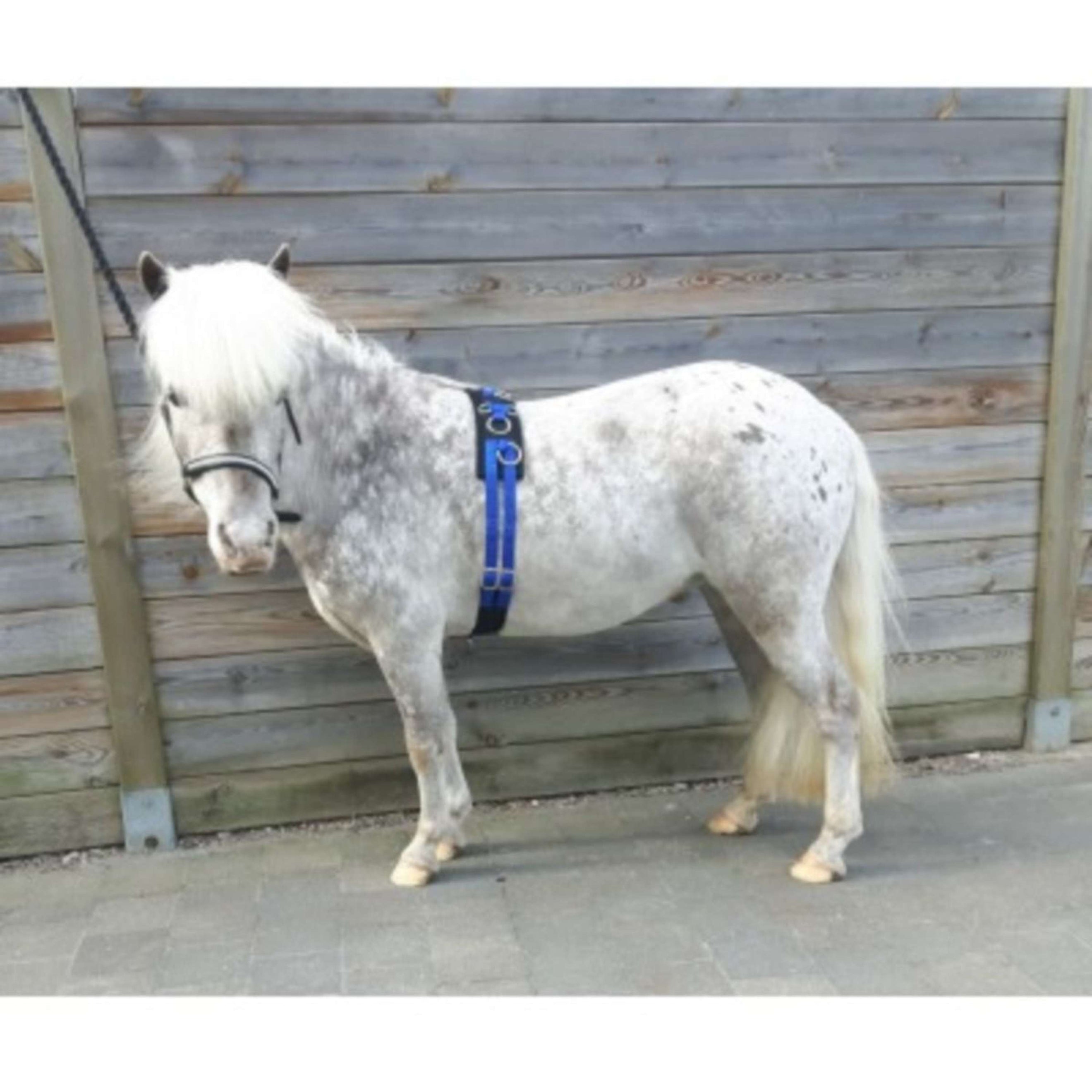 HB Longiergurt Little Sizes Royal Blue HB Longiergurt Little Sizes Royal Blue