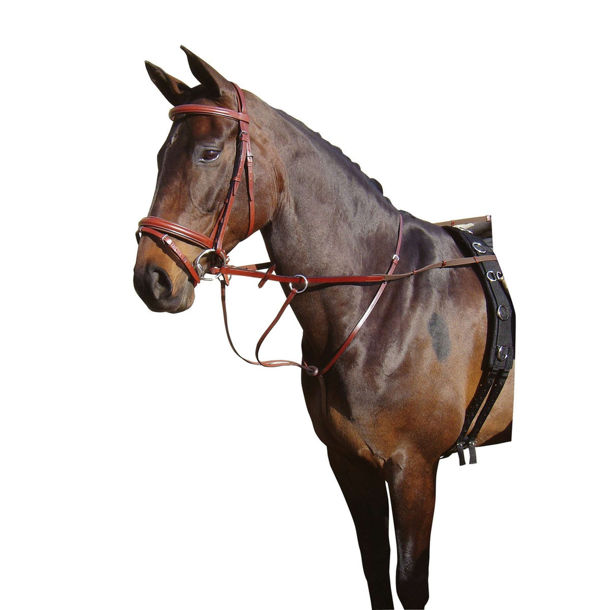 Harry's Horse Martingal Braun