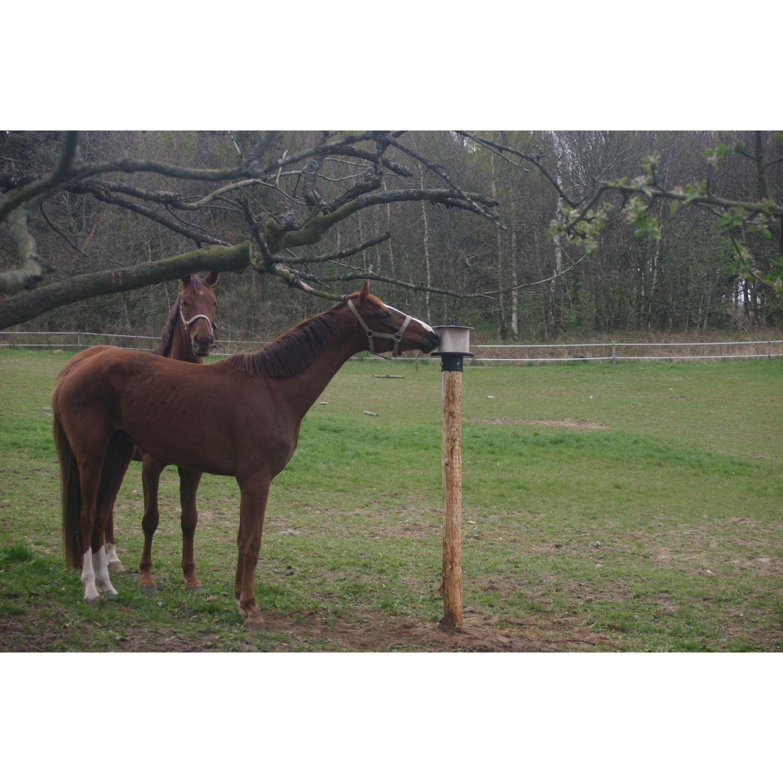 Agradi Lecksteinhalter für Pfahl Kunststoff für 10kg Agradi Lecksteinhalter für Pfahl Kunststoff für 10kg