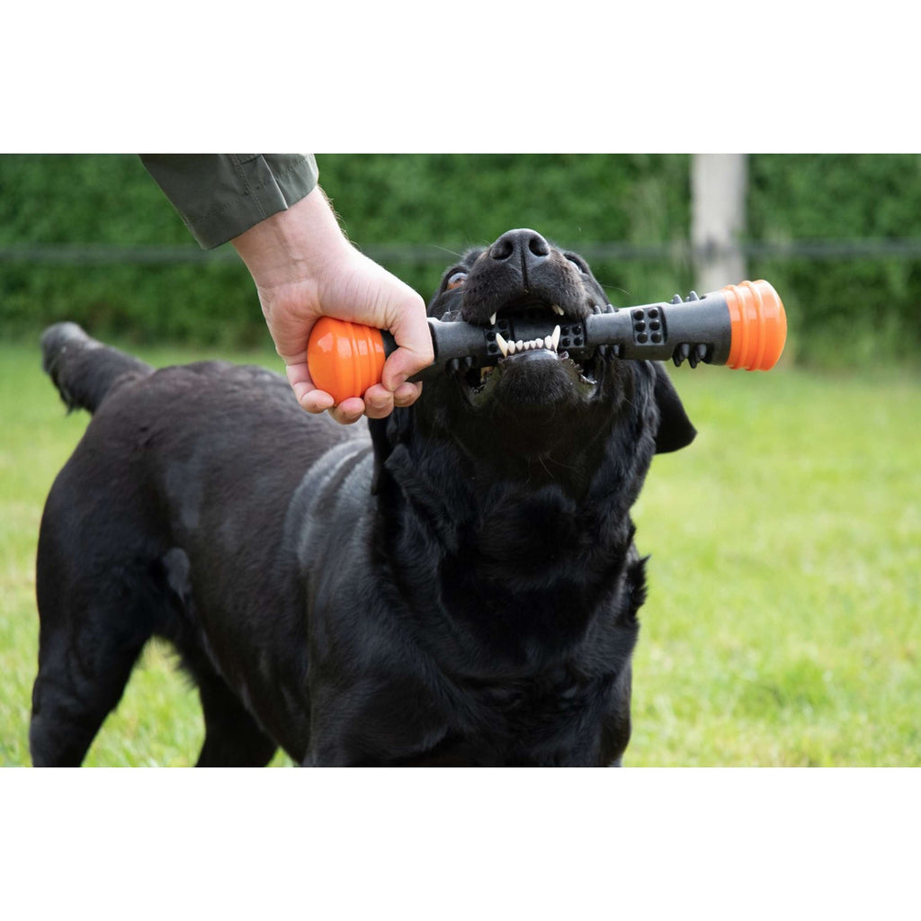 Dog Comets Wurfstock Meteor Orange
