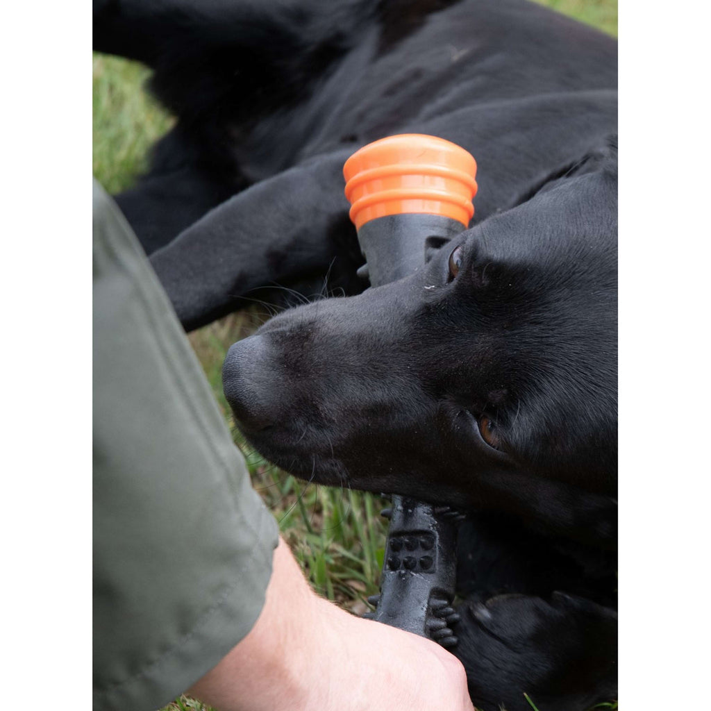 Dog Comets Wurfstock Meteor Orange