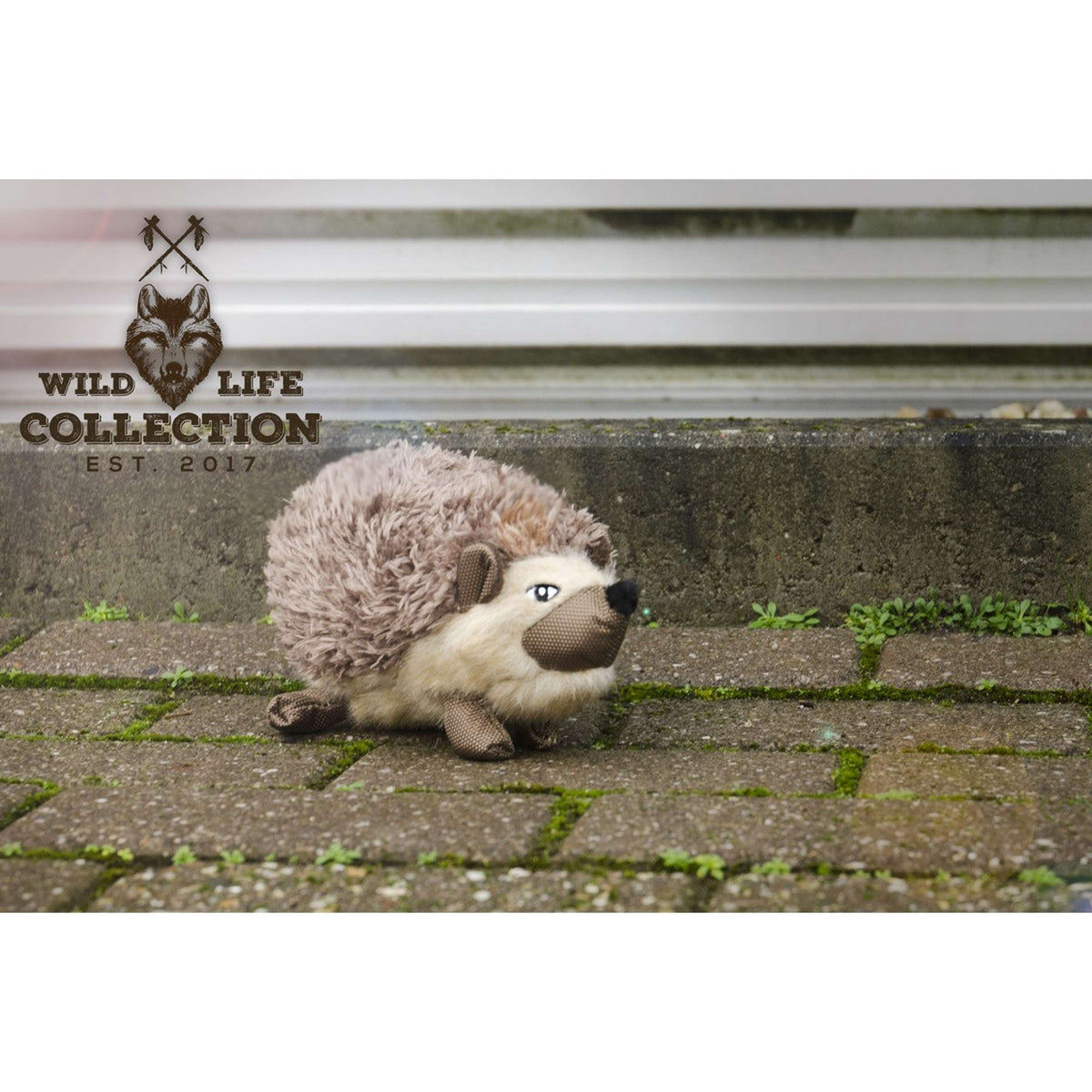 Wild Life Dog Hedgehog