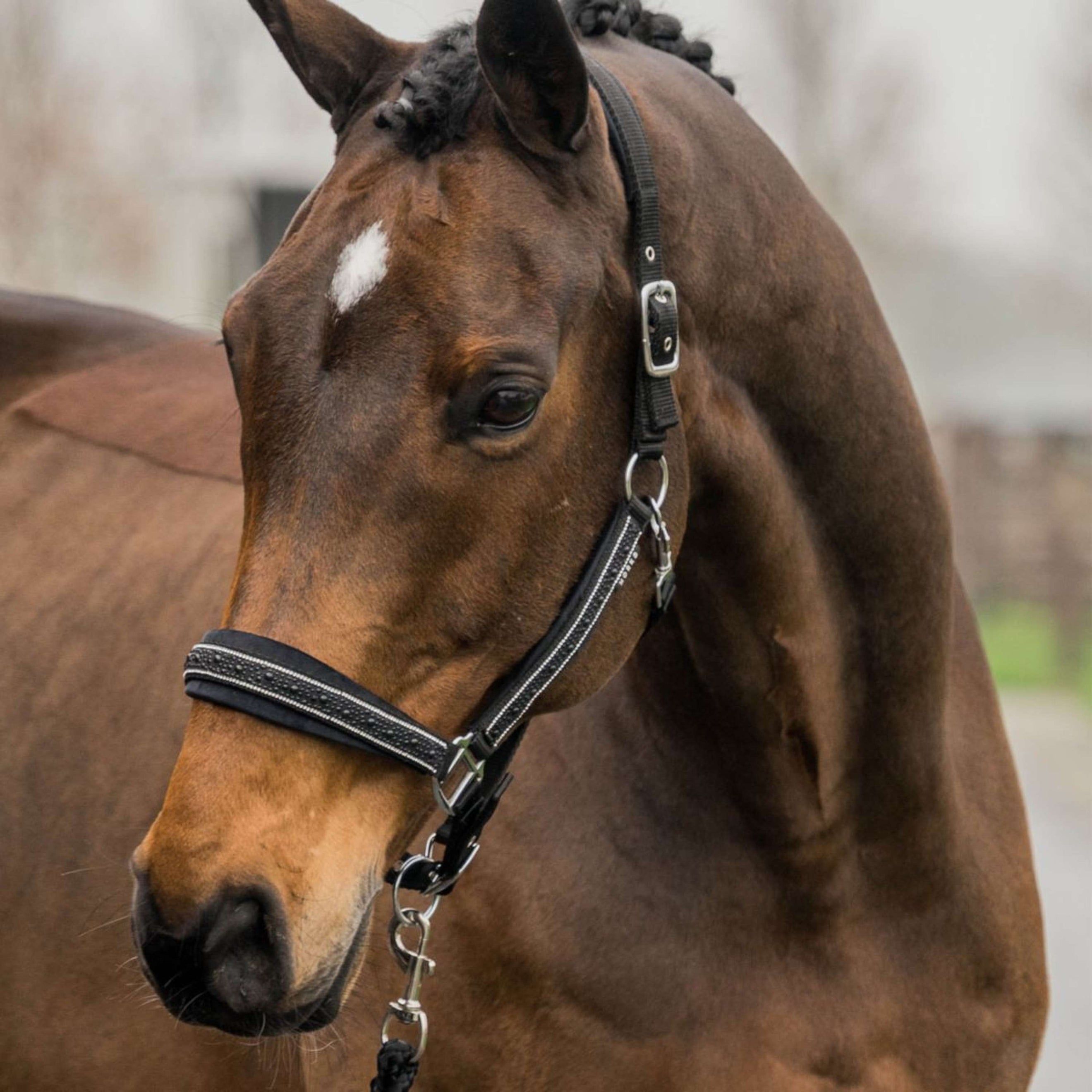 HORKA Halfterset Equestrian Pro Crystals & Pearls Schwarz HORKA Halfterset Equestrian Pro Crystals & Pearls Schwarz