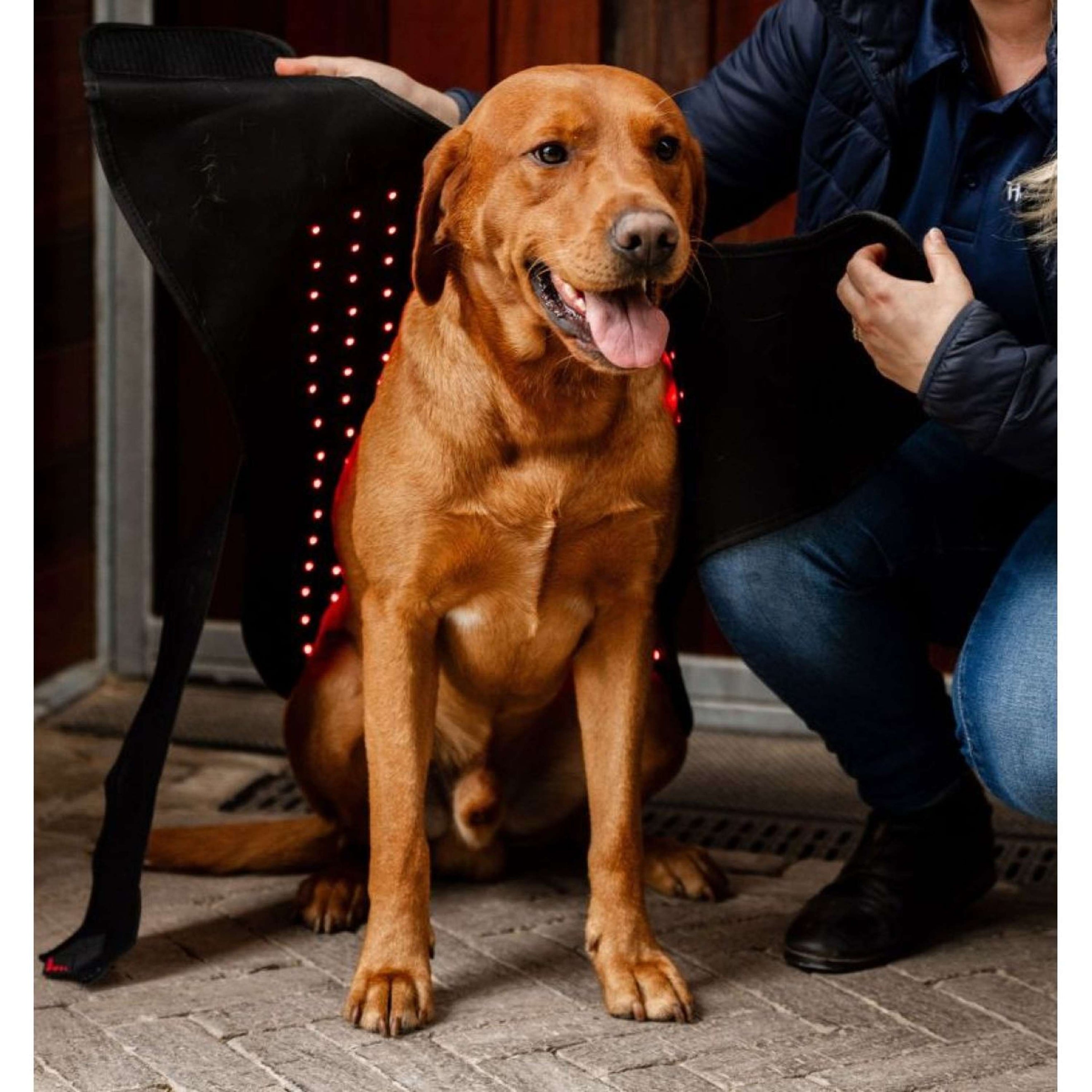 Horseware LED Red Light Therapy Decke Schwarz Horseware LED Red Light Therapy Decke Schwarz