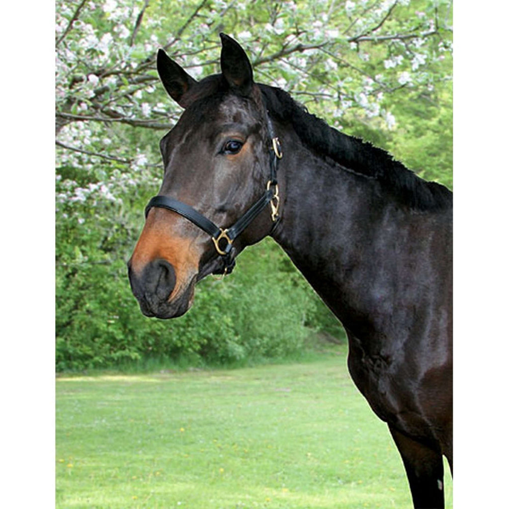 Covalliero Halfter Robustes Leder Braun