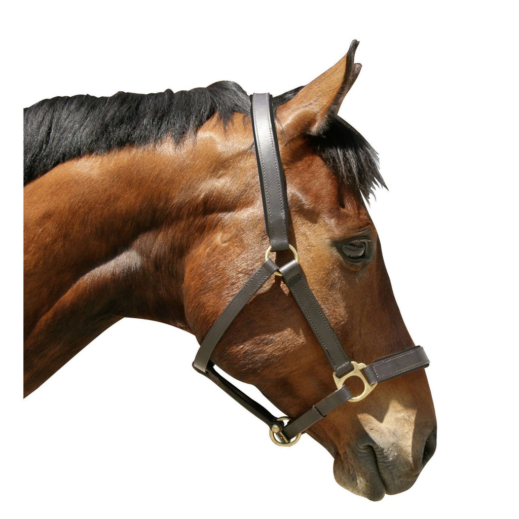 Covalliero Halfter Robustes Leder Schwarz
