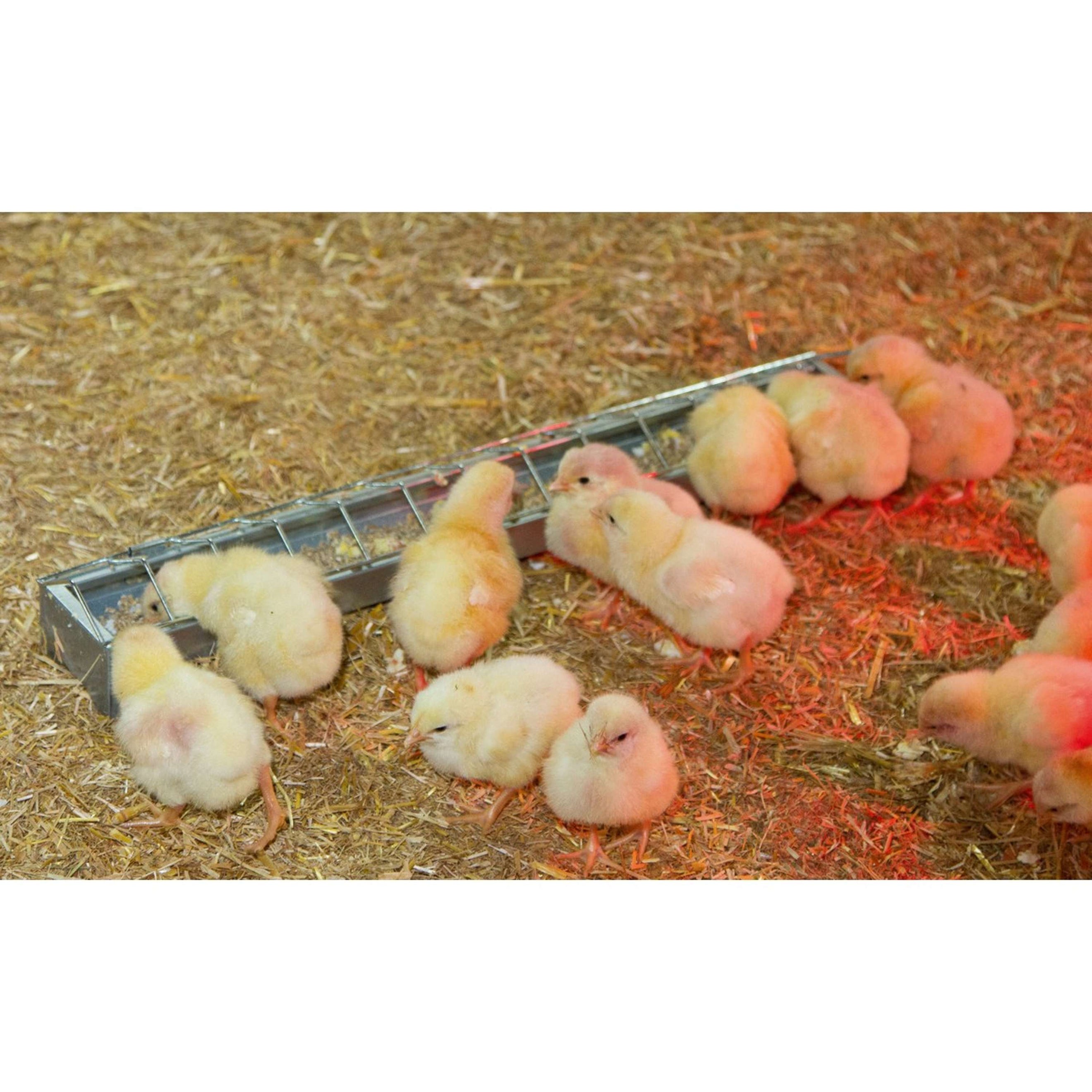 Kerbl Futtertrog verzinkt für Hennen Metall Kerbl Futtertrog verzinkt für Hennen Metall