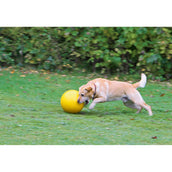 Kerbl Hundespielball Kunststoff Gelb