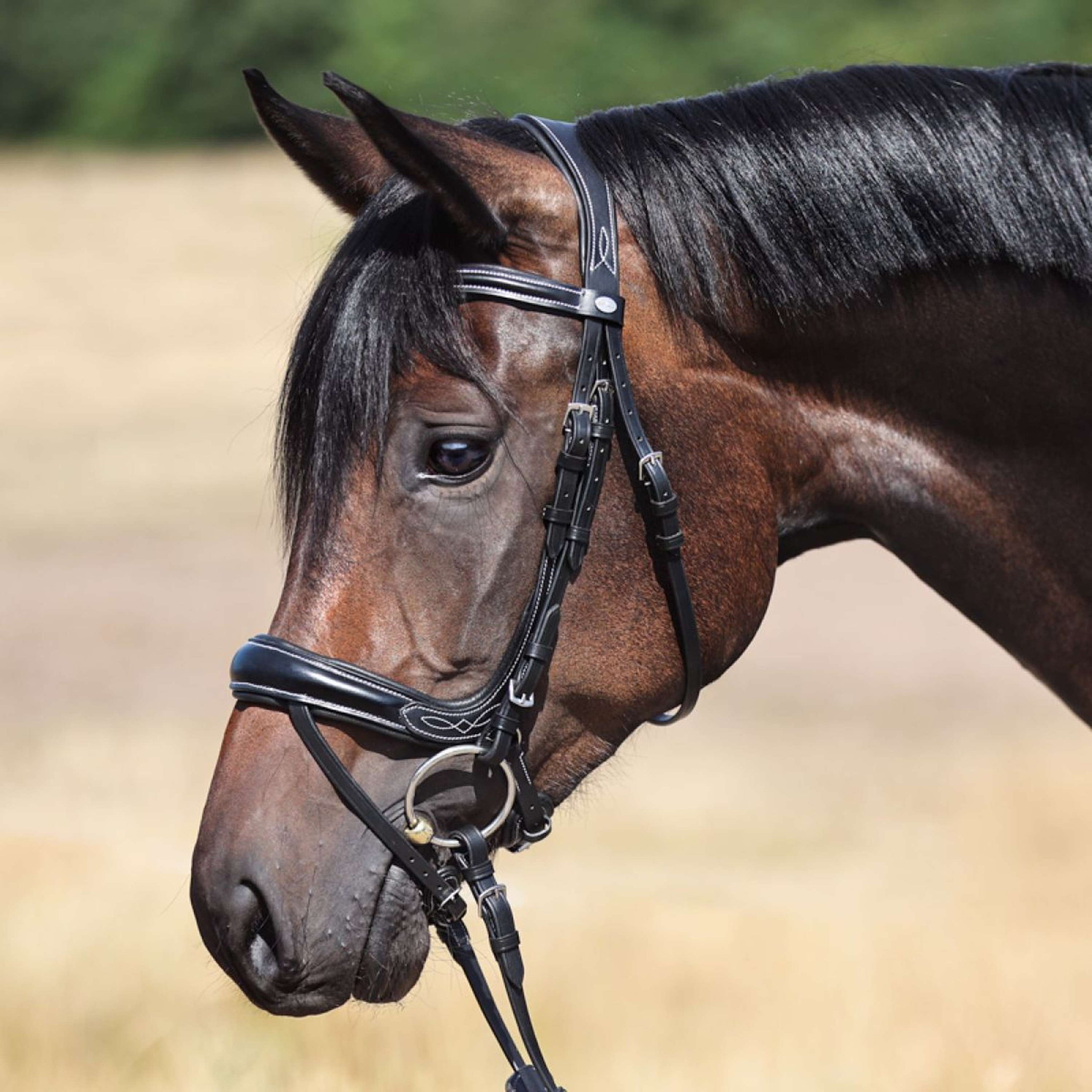 Kavalkade Trense Ivy IR Schwarz