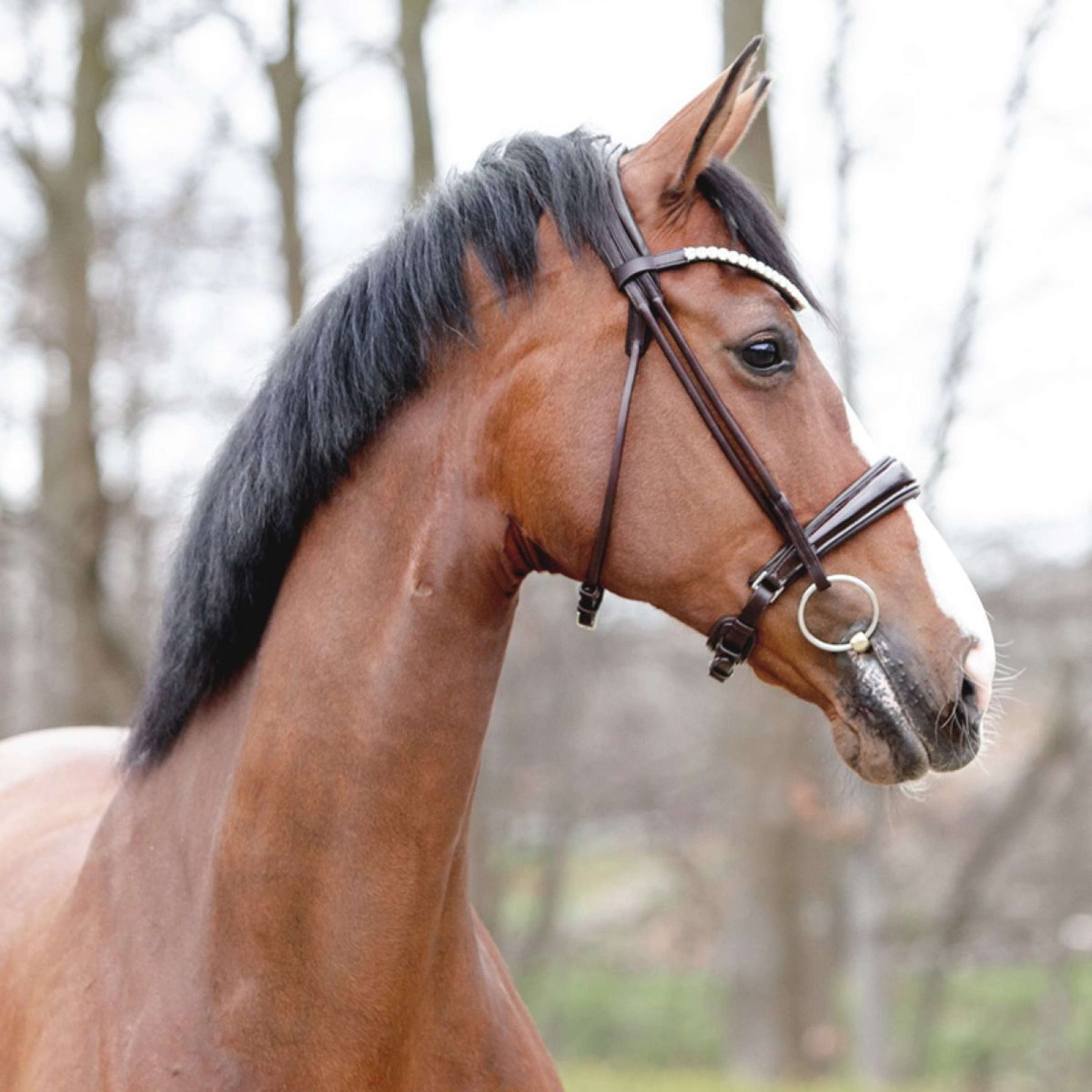 Kavalkade Trense Florina KavalSH4 Rundgenäht Braun Kavalkade Trense Florina KavalSH4 Rundgenäht Braun