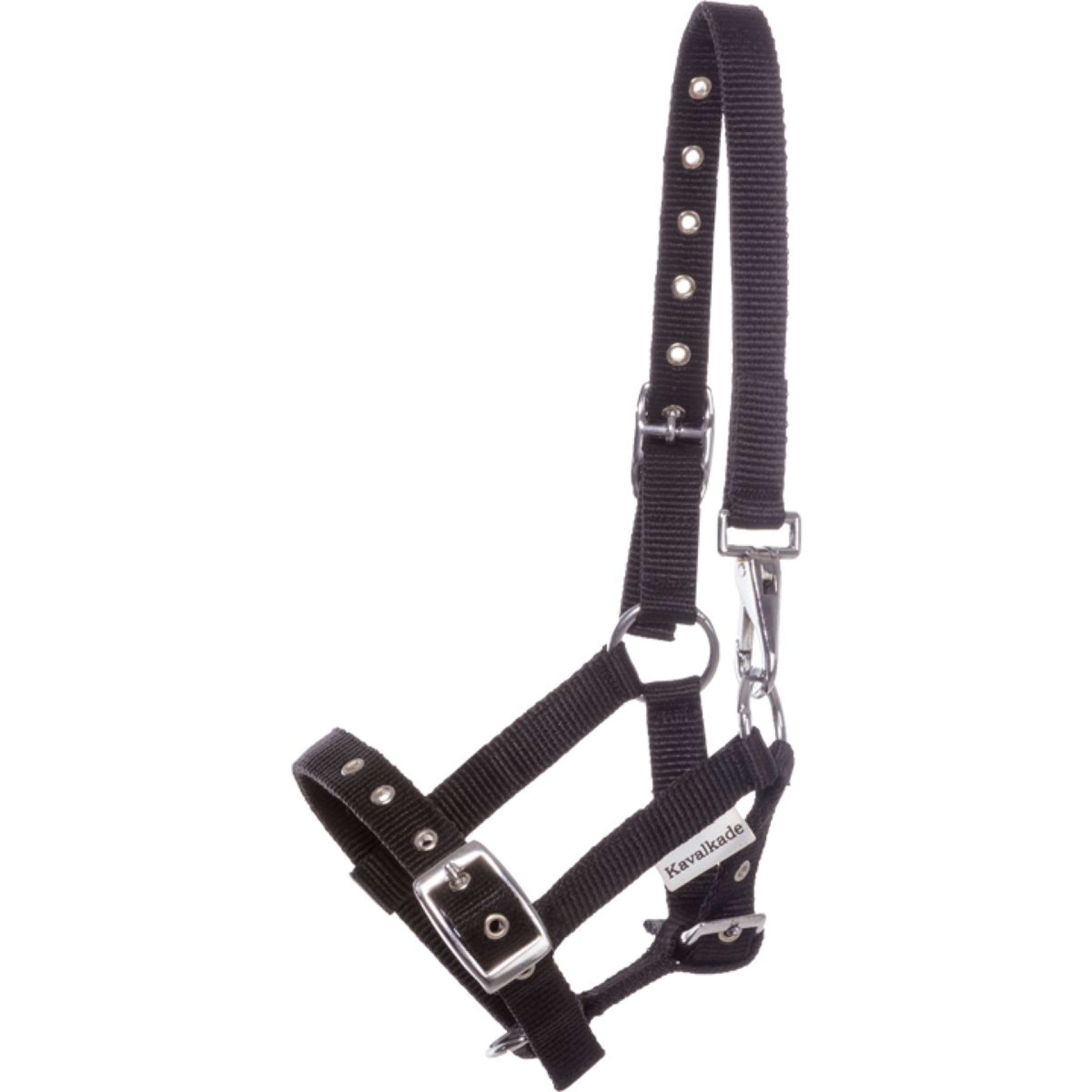 Kavalkade Halfter Foal/Yearling Schwarz