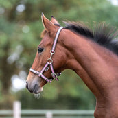 Kavalkade Fohlen- und Jährlingshalfter Rosa