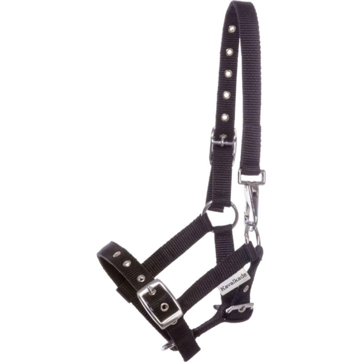 Kavalkade Fohlen- und Jährlingshalfter Blau