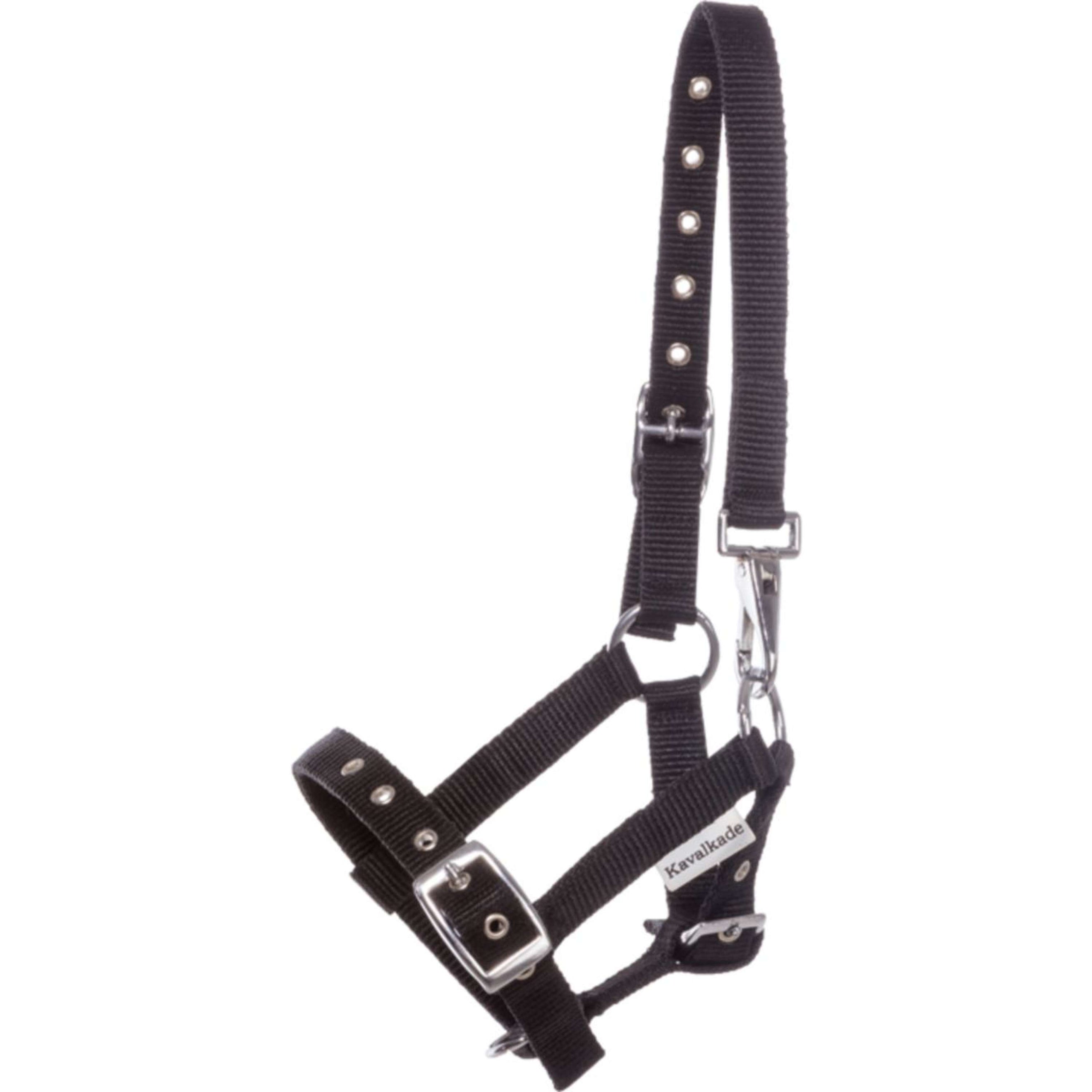 Kavalkade Fohlen- und Jährlingshalfter Blau