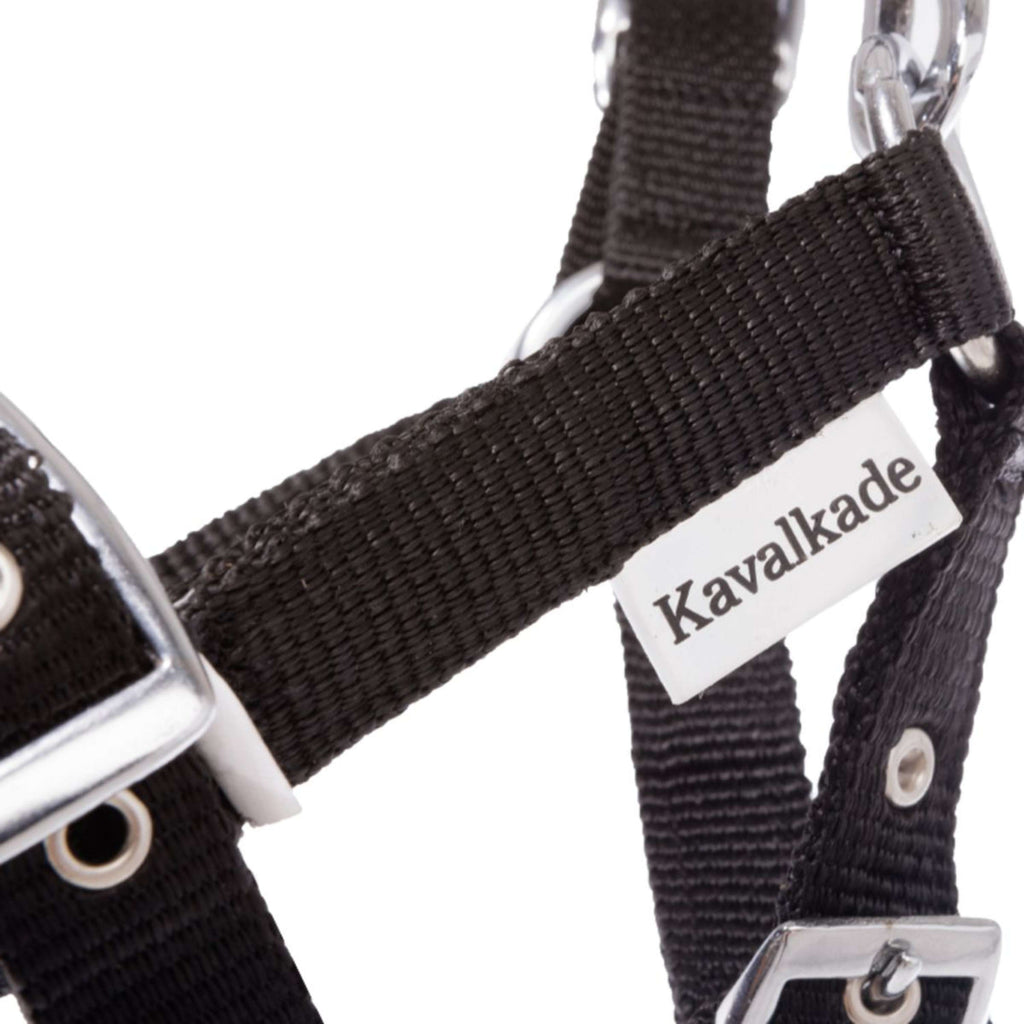Kavalkade Fohlen- und Jährlingshalfter Blau